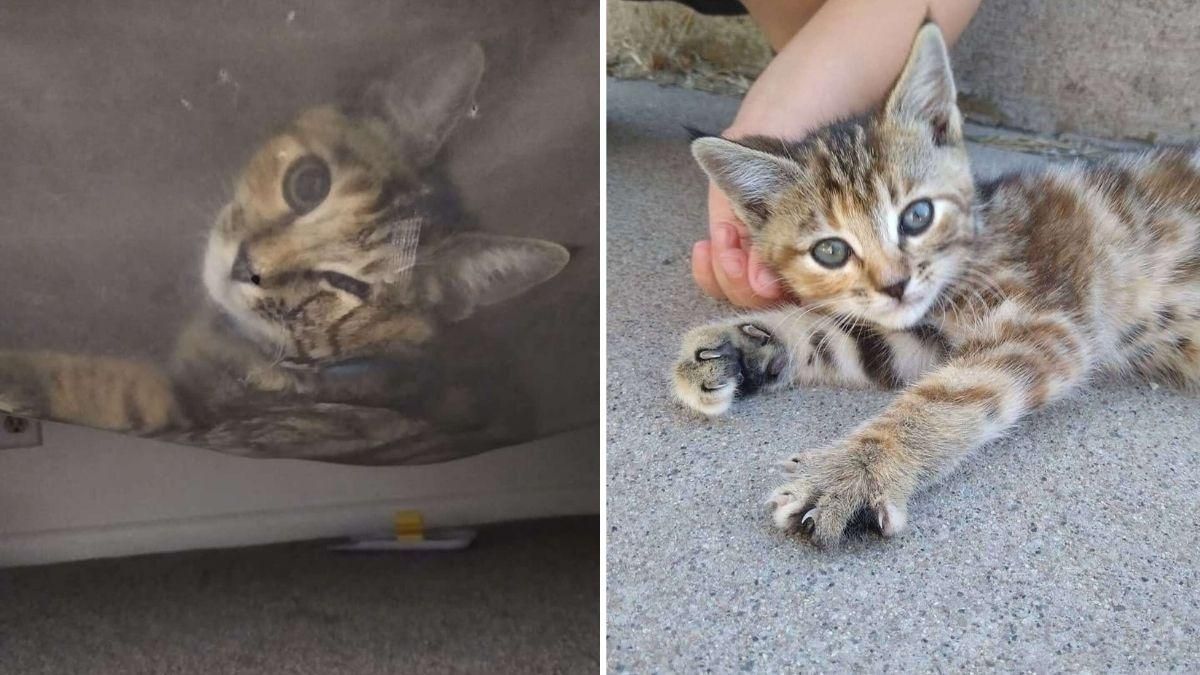 Ребенок жаловался на монстра под кроватью: кем оказался "страшный" зверь – смешные фото - Pets Ребенок жаловался на монстра под кроватью: кем оказался "страшный" зверь – смешные фото - Pets