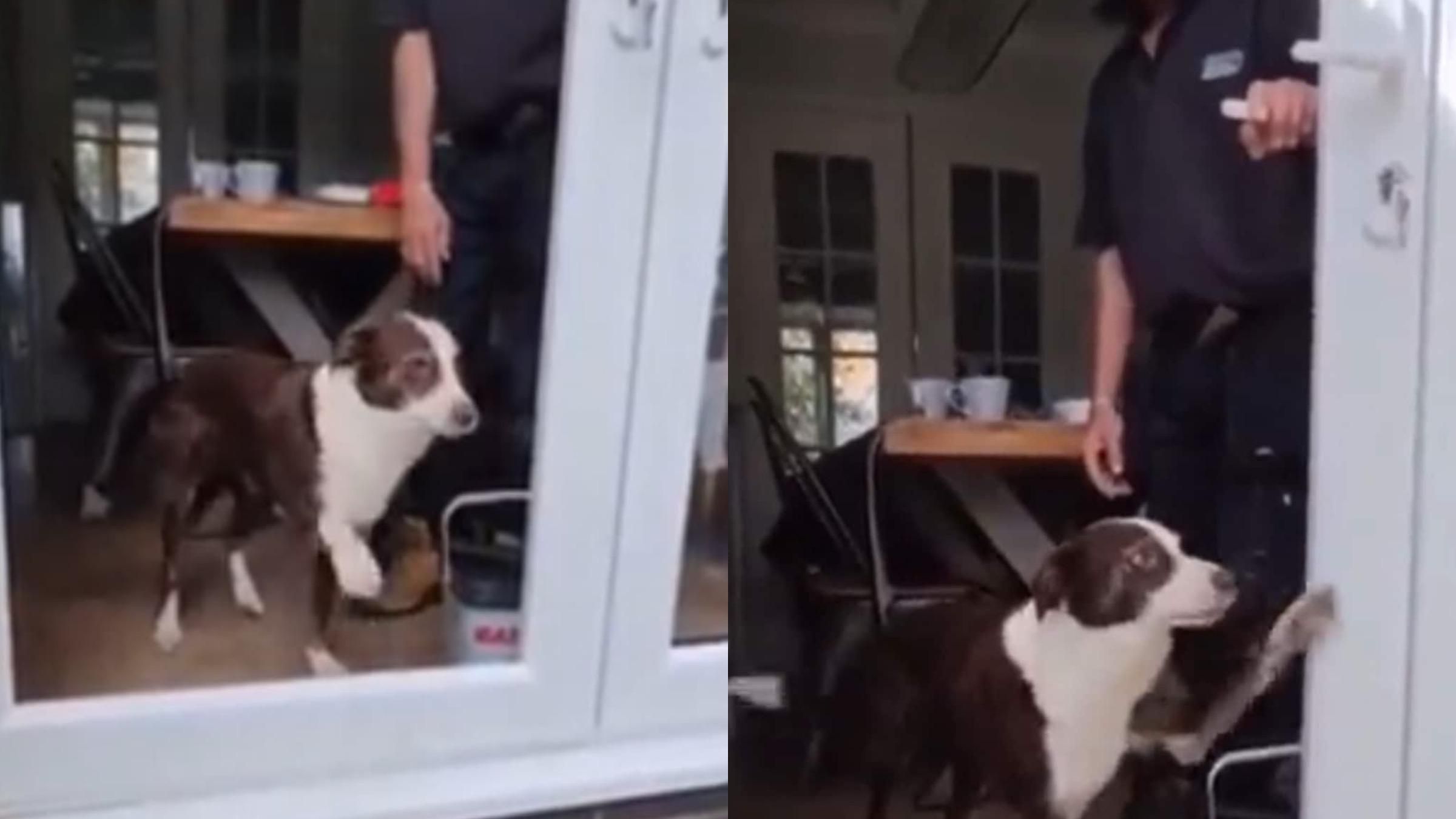 Пес кумедно намагався вийти через двері без скла: відео спроб чотирилапого - Pets