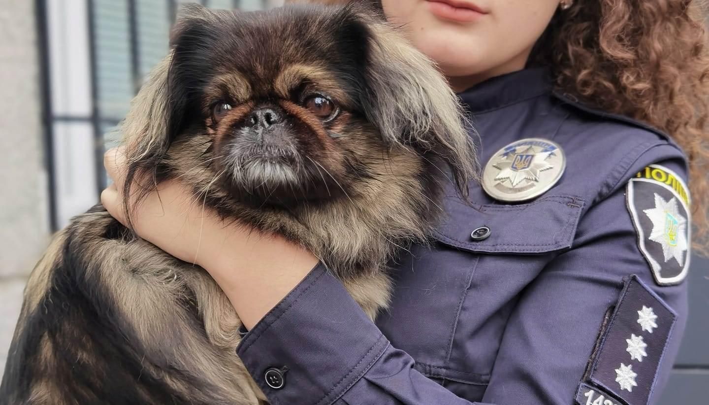Пекінес "чергував" у поліції в Рівному: як загубленого пса повернули власниці - Новини Рівне - Pets