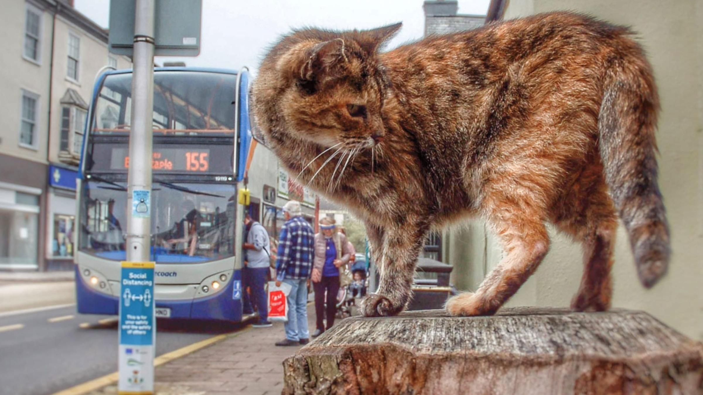 Пухнаста втікачка: кішка проїхала автобусом, аби дістатися моря - Pets