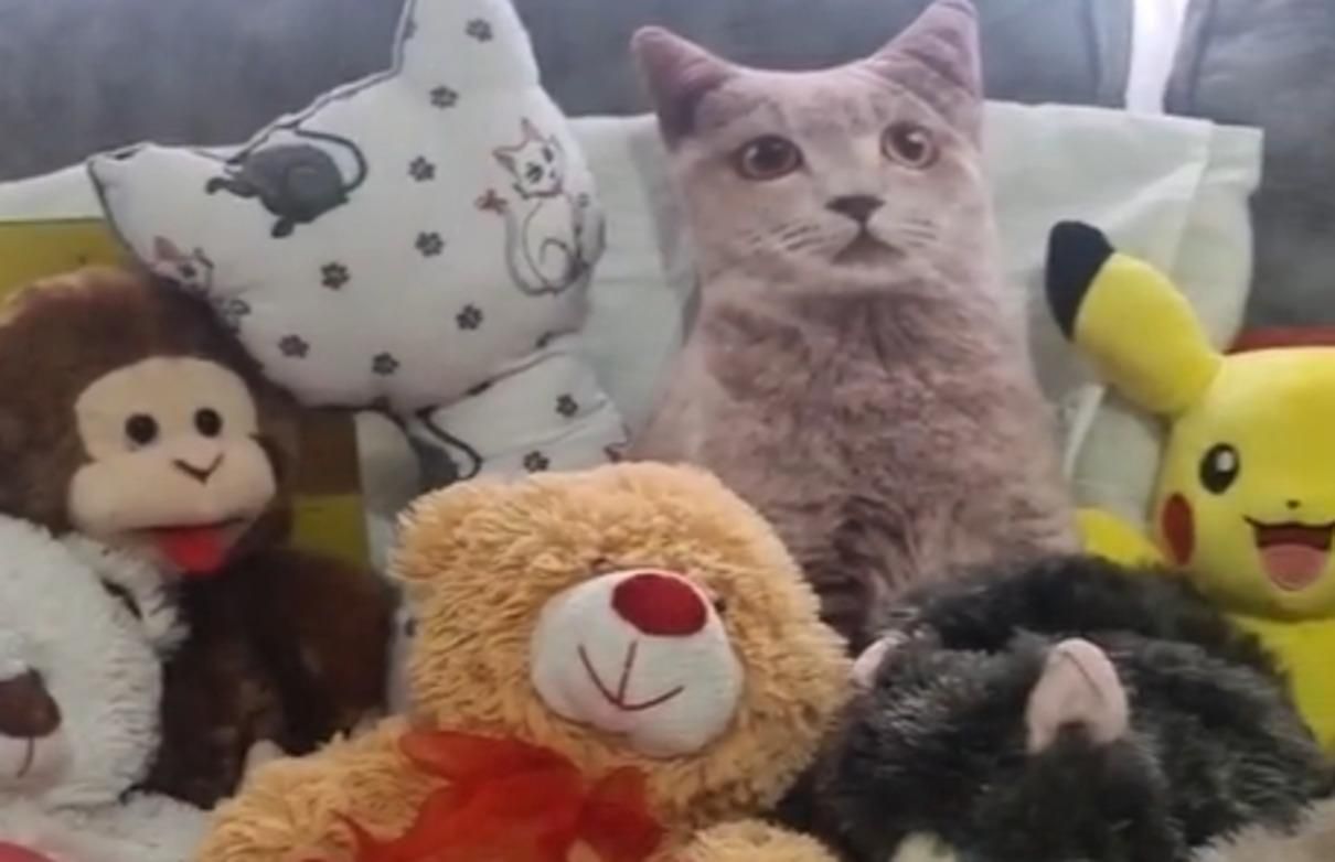Людям важко знайти справжнього кота серед іграшок: епічна загадка - Pets
