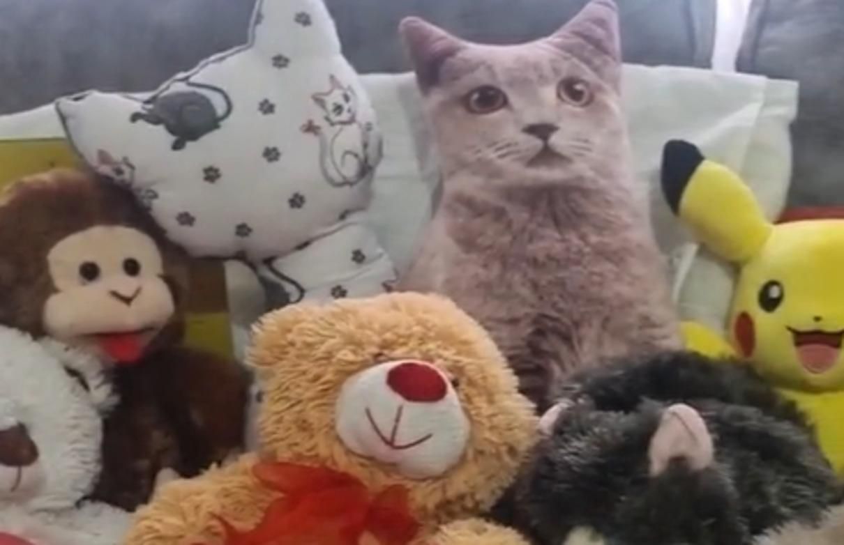 Людям важко знайти справжнього кота серед іграшок: епічна загадка - Pets Людям важко знайти справжнього кота серед іграшок: епічна загадка - Pets