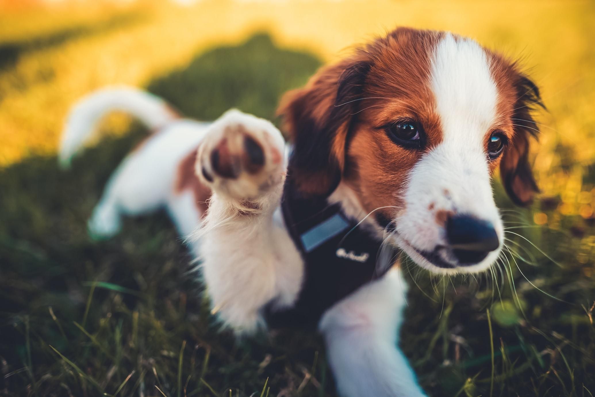 Доведеться багато вчитися: 10 порад тим, хто завів собаку вперше - Pets
