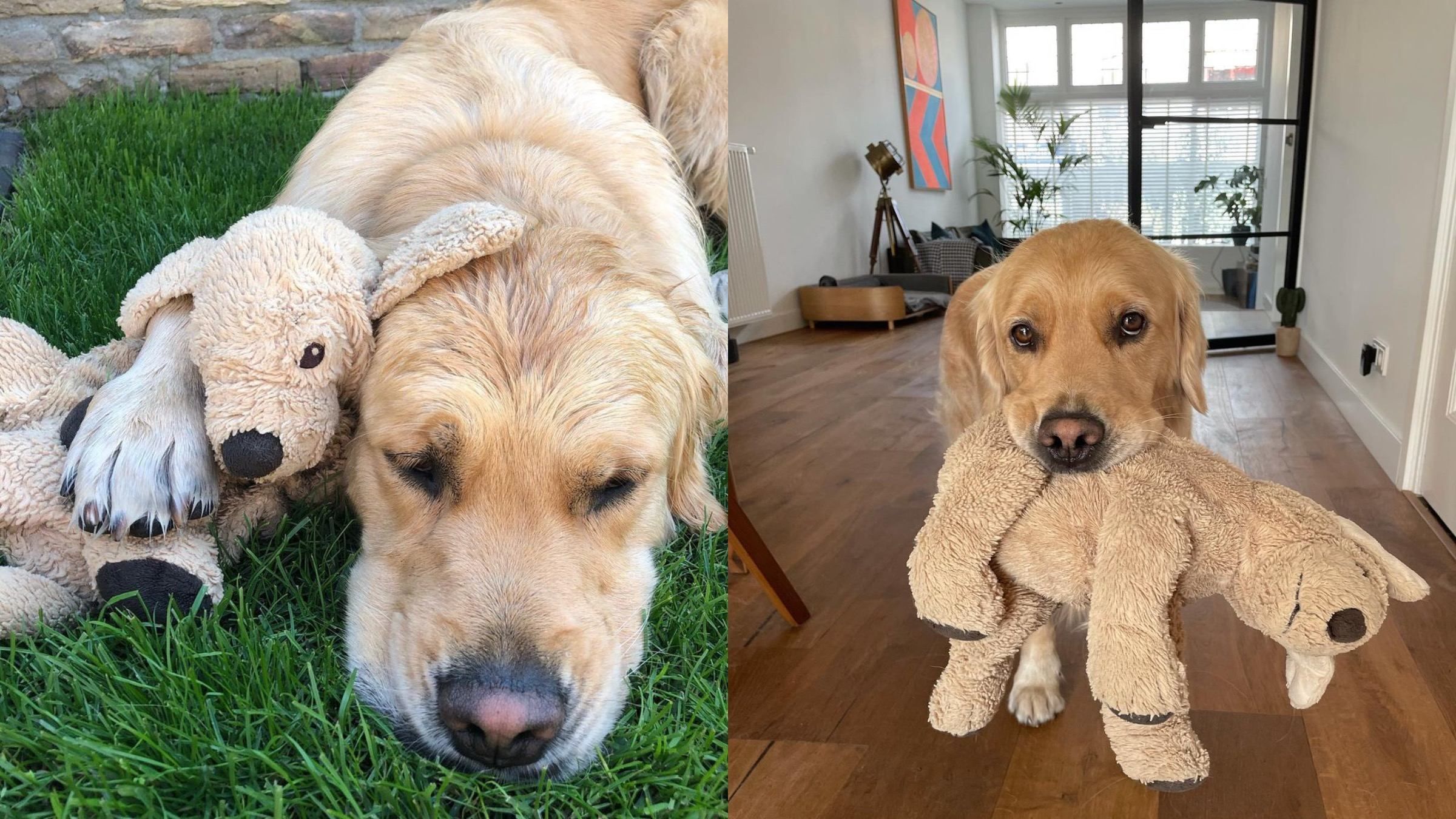 Мягкий брат-близнец: собака никуда не ходит без любимой игрушки - Pets