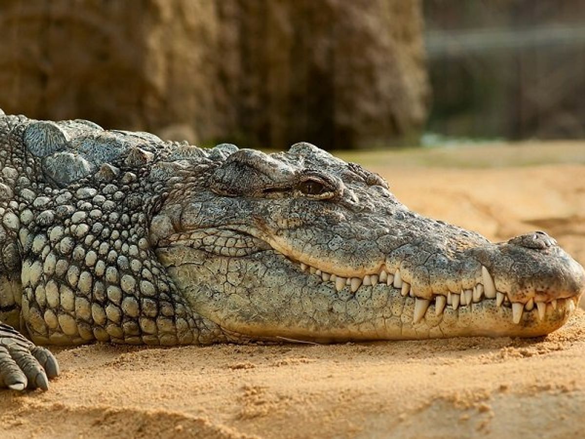 Живёт в храме и ест рис: крокодил-вегетарианец из Индии удивляет туристов