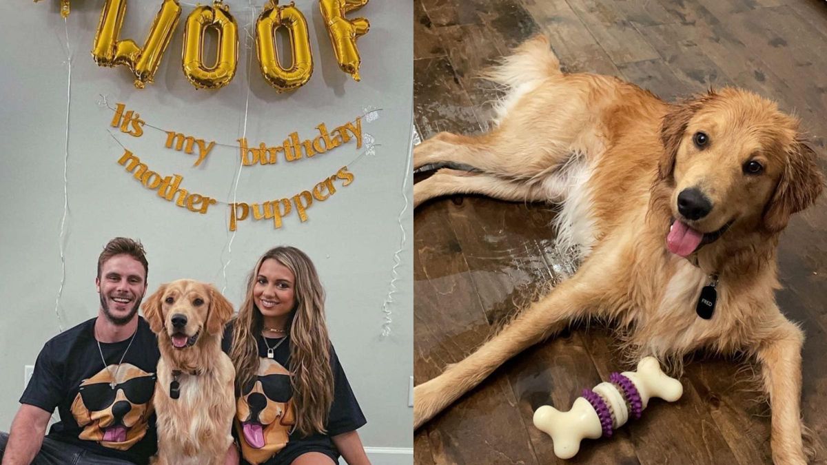 Организовали вечеринку-сюрприз: семья оригинально отпраздновала день рождения собаки - Pets