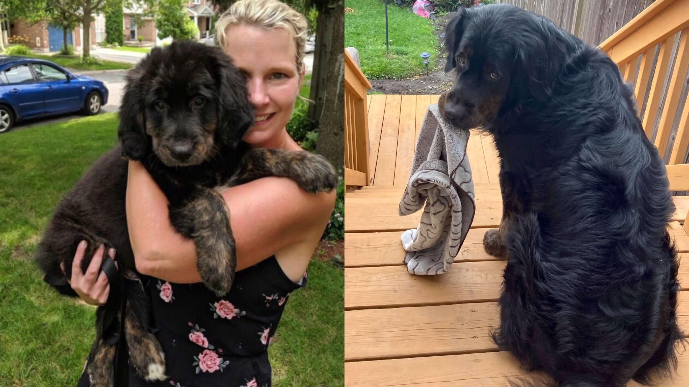 Боїться коробок, темряви та старенького кота: що допомагає величезному псу боротися зі страхами - Pets Боїться коробок, темряви та старенького кота: що допомагає величезному псу боротися зі страхами - Pets