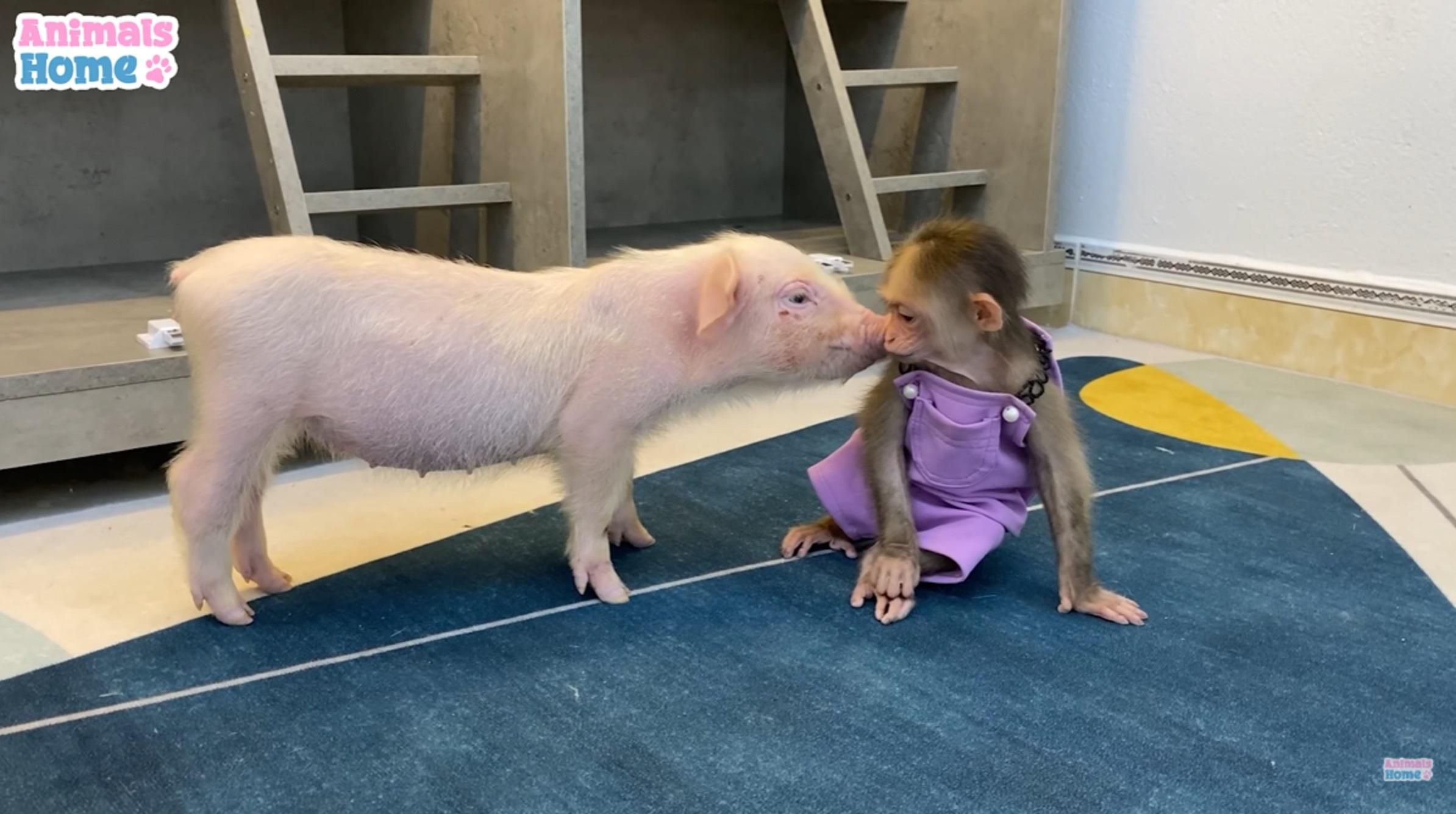 Маленька мавпочка подружилася з поросятком: відео нетипової дружби - Pets Маленька мавпочка подружилася з поросятком: відео нетипової дружби - Pets