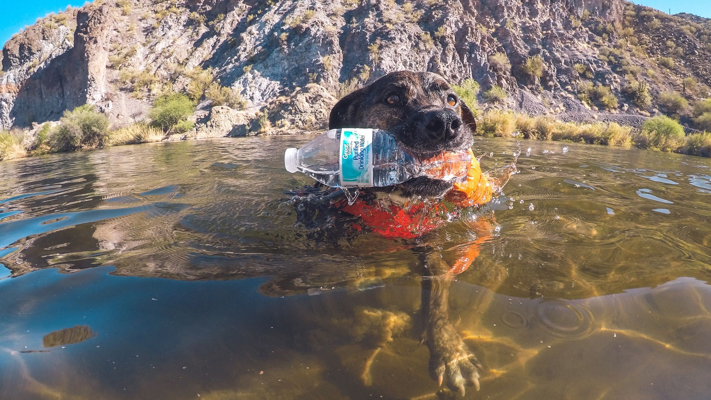 Пытается спасти планету: как пес собирает пластик и другие виды мусора - Pets