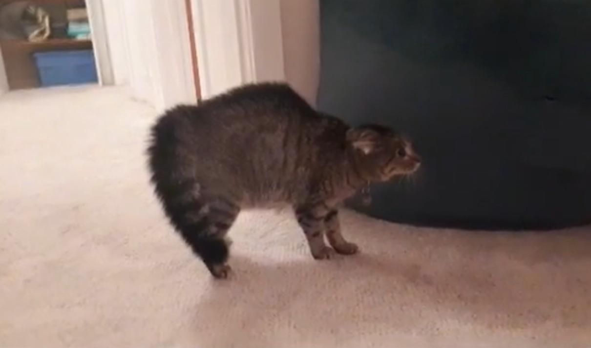 Новий килимок з кошенятами дуже здивував кота: епічне відео - Pets Новий килимок з кошенятами дуже здивував кота: епічне відео - Pets