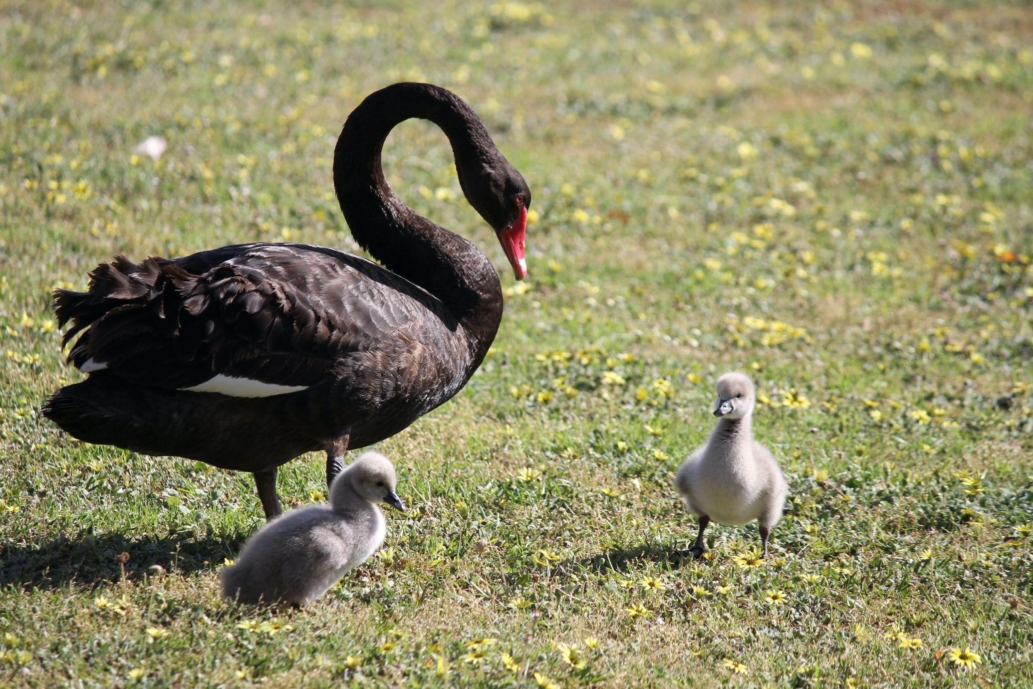 В Виннице вылупилось 4 птенцов черного лебедя: чем удивляют эти птицы – очень милое видео - Новости Винницы - Pets