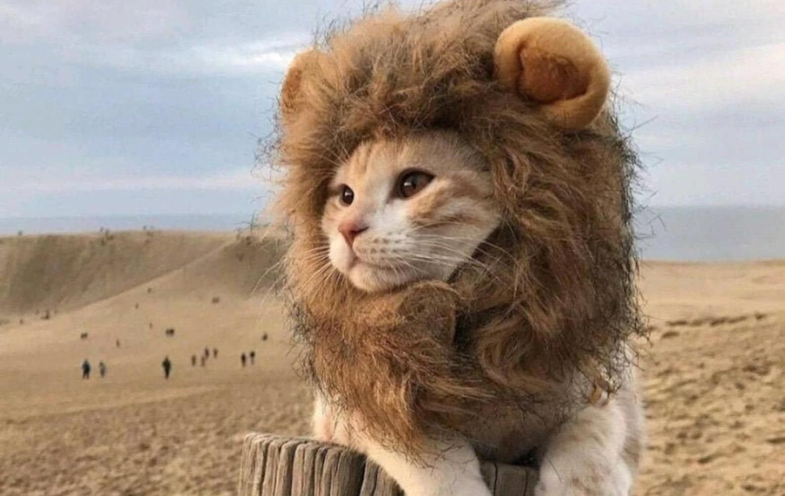 Как превратить котика во льва: простой и доступный способ - Pets Как превратить котика во льва: простой и доступный способ - Pets