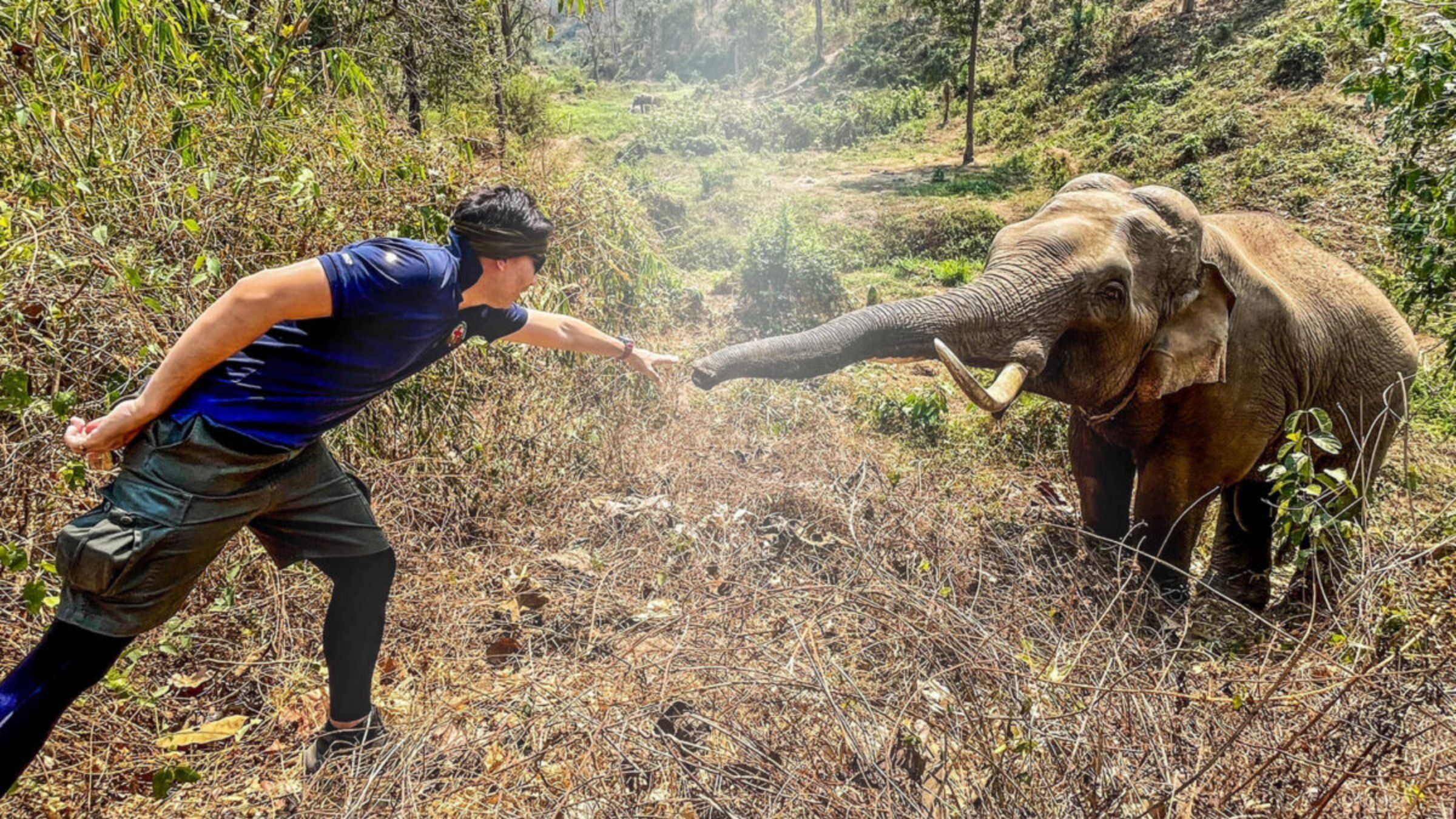 Слон узнал ветеринара, который 12 лет назад спас ему жизнь: фото встречи - Pets