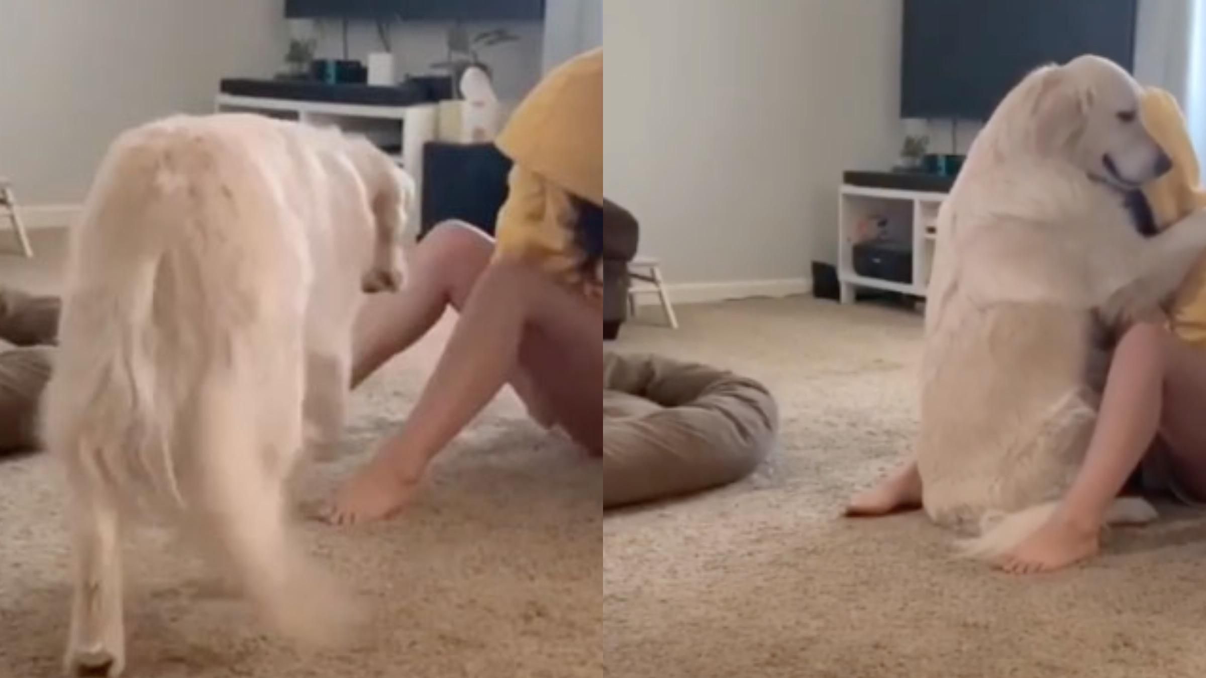 Как собака помогла хозяйке во время панической атаки: трогательное видео - Pets Как собака помогла хозяйке во время панической атаки: трогательное видео - Pets