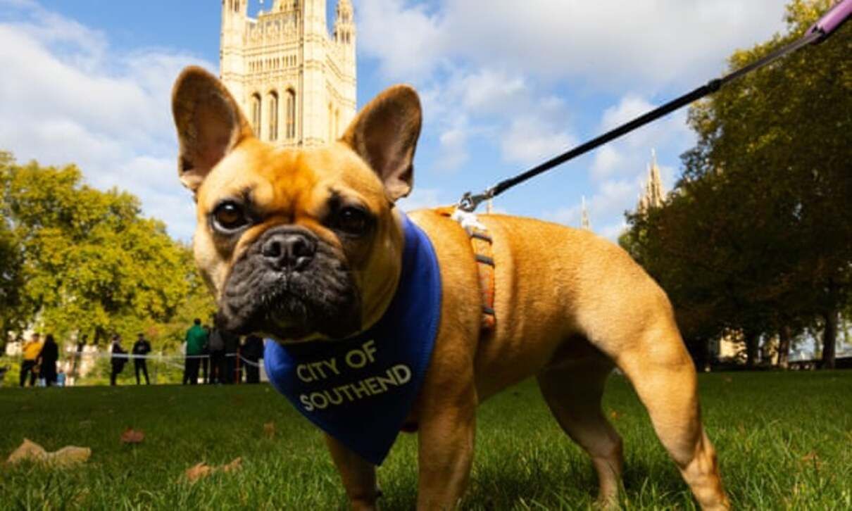 Песик депутата Дэвида Эймесса в Великобритании получил звание собаки года - Pets