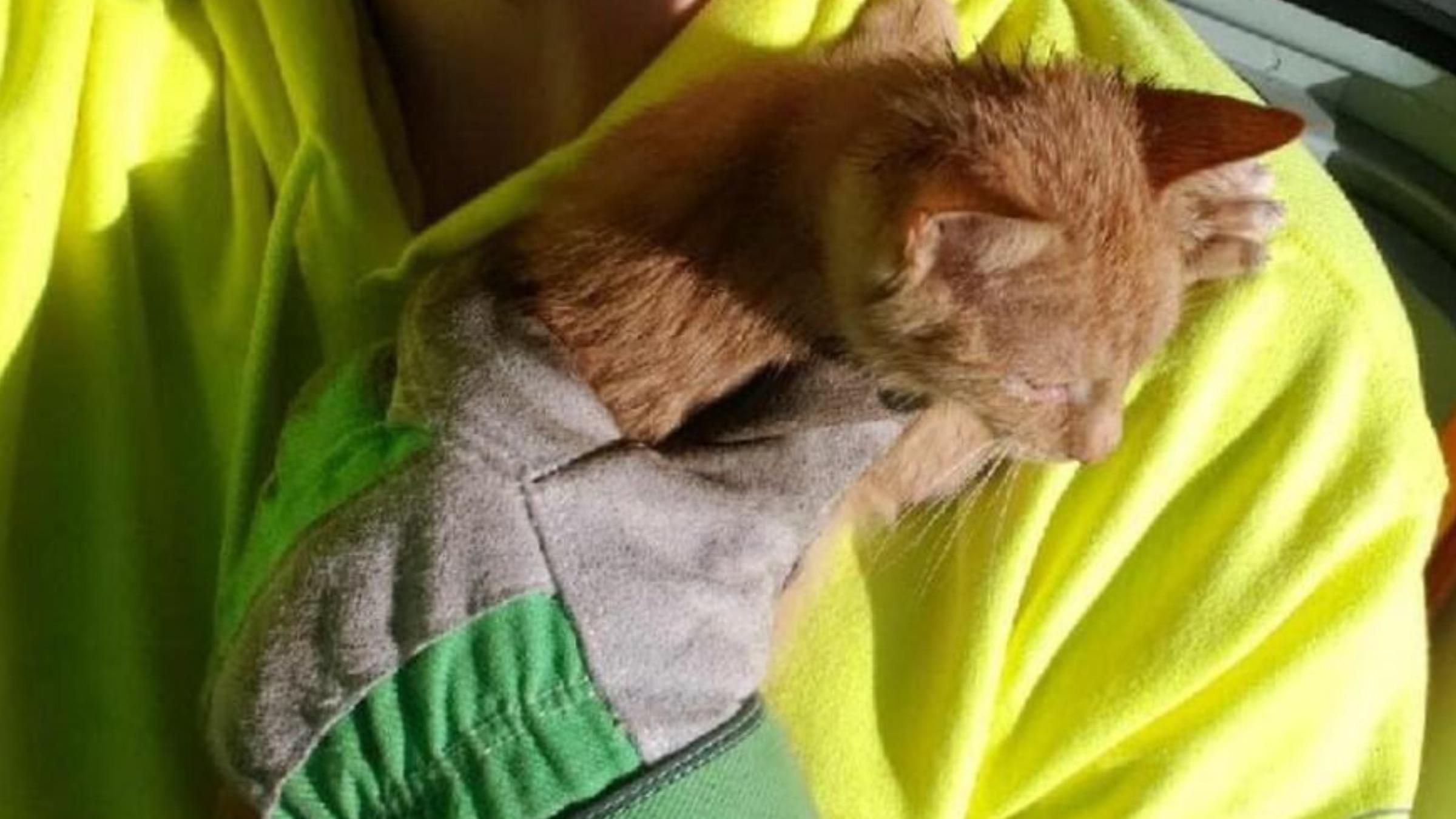 Надеялись, что это игрушка: мужчины спасли котенка из мусорного бака - Pets Надеялись, что это игрушка: мужчины спасли котенка из мусорного бака - Pets