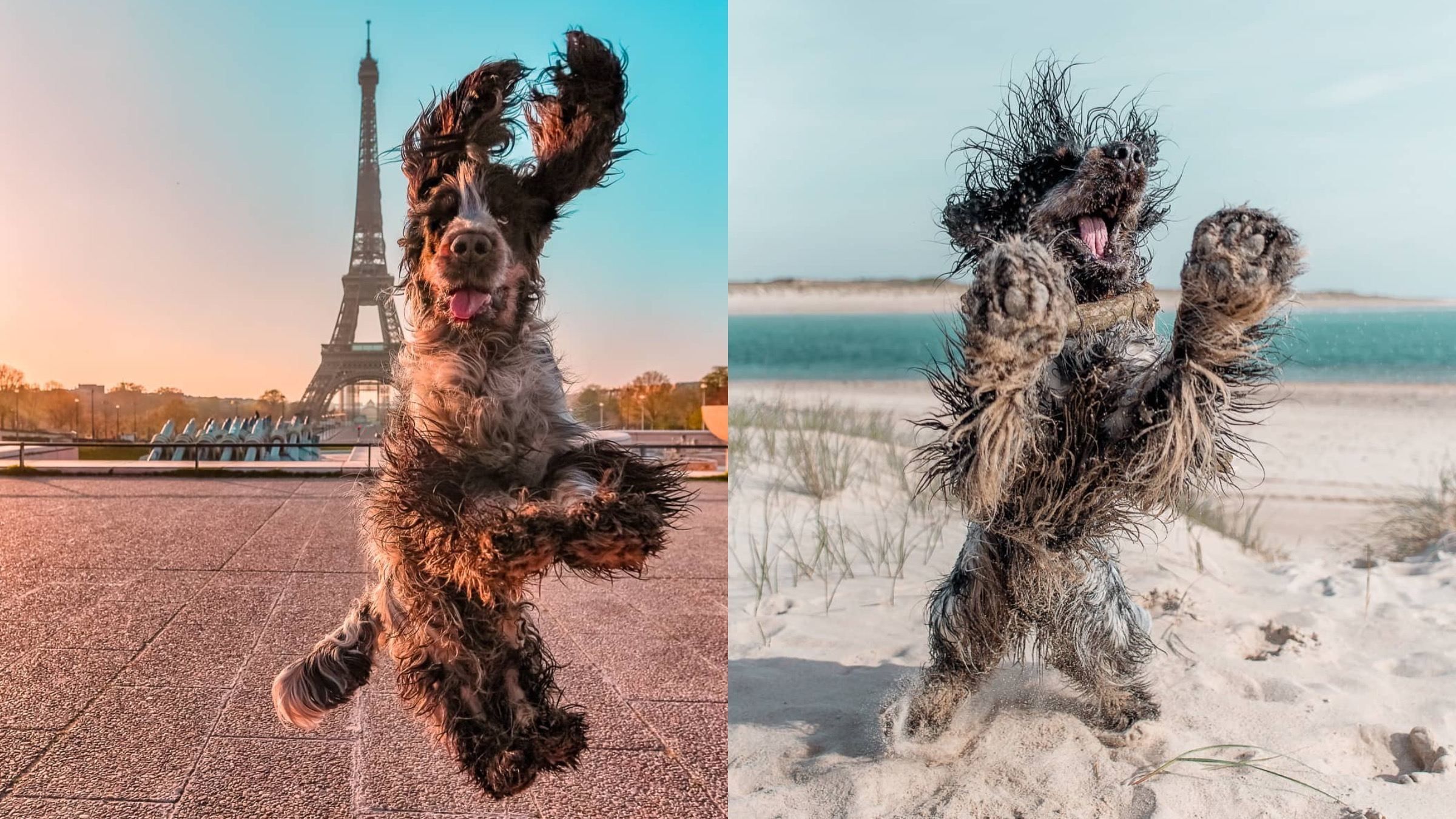 Стрибає на ліжку та на фоні Ейфелевої вежі: завдяки своєму хобі пес став зіркою соцмереж - Pets Стрибає на ліжку та на фоні Ейфелевої вежі: завдяки своєму хобі пес став зіркою соцмереж - Pets
