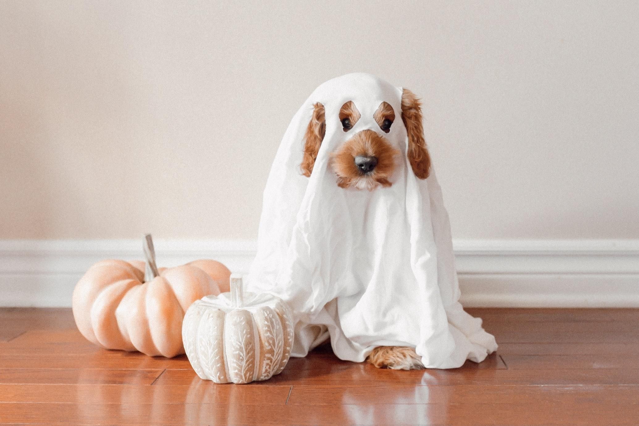 Невероятно милые костюмы для домашних животных на Хэллоуин: 30+ волшебных фото - Pets