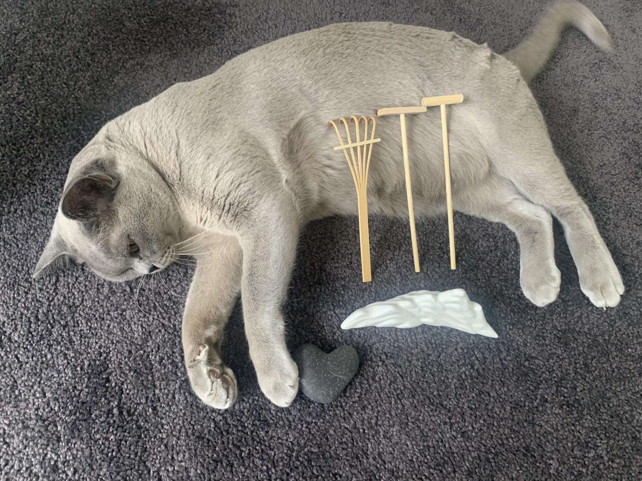 Письменниця перетворила свою кішку на дзен-сад: милі фото - Pets Письменниця перетворила свою кішку на дзен-сад: милі фото - Pets