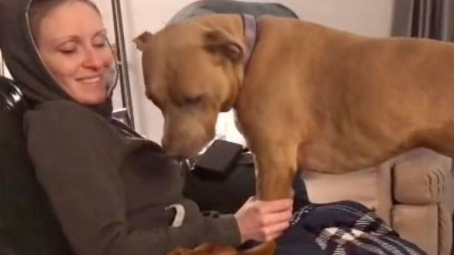 Прислонился ко лбу и животу: видео трогательной реакции собаки на беременность хозяйки - Pets Прислонился ко лбу и животу: видео трогательной реакции собаки на беременность хозяйки - Pets