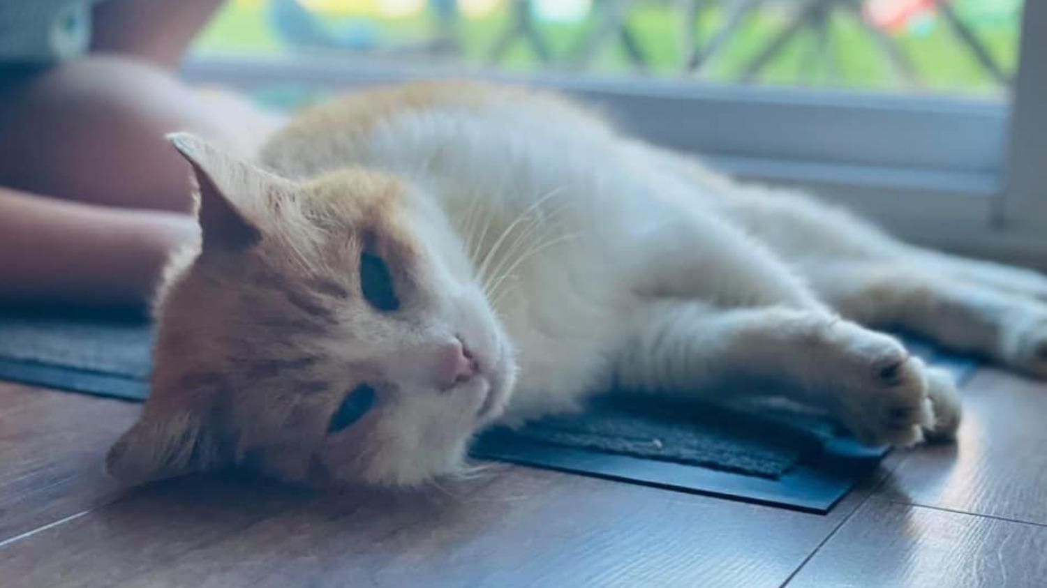 Женщина через 12 лет нашла пропавшего кота: как этому помогло случайное сообщение из соцсетей - Pets Женщина через 12 лет нашла пропавшего кота: как этому помогло случайное сообщение из соцсетей - Pets