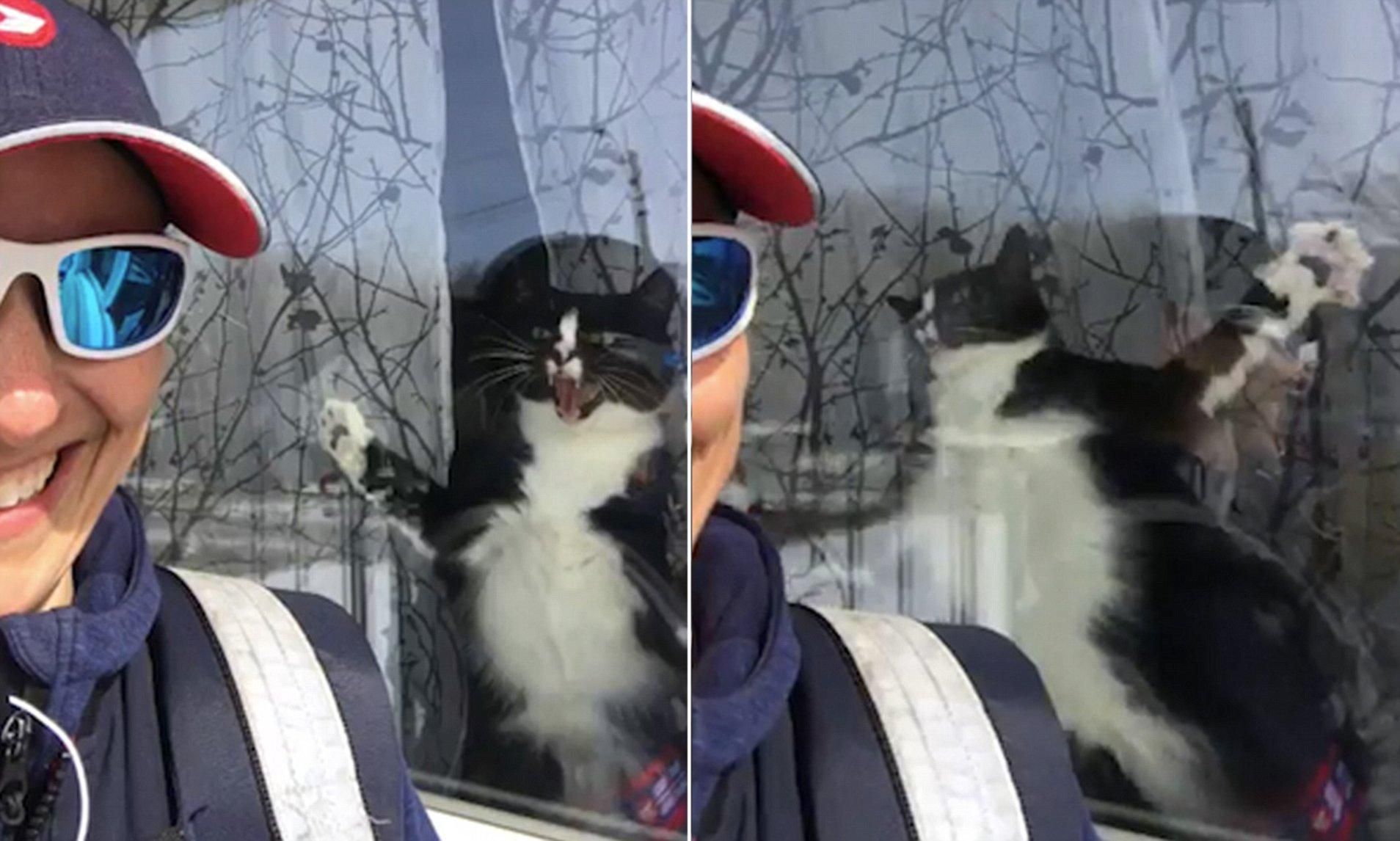 Кіт активно захищає свій дім від листоноші: відео з пухнастим сміливцем - Pets