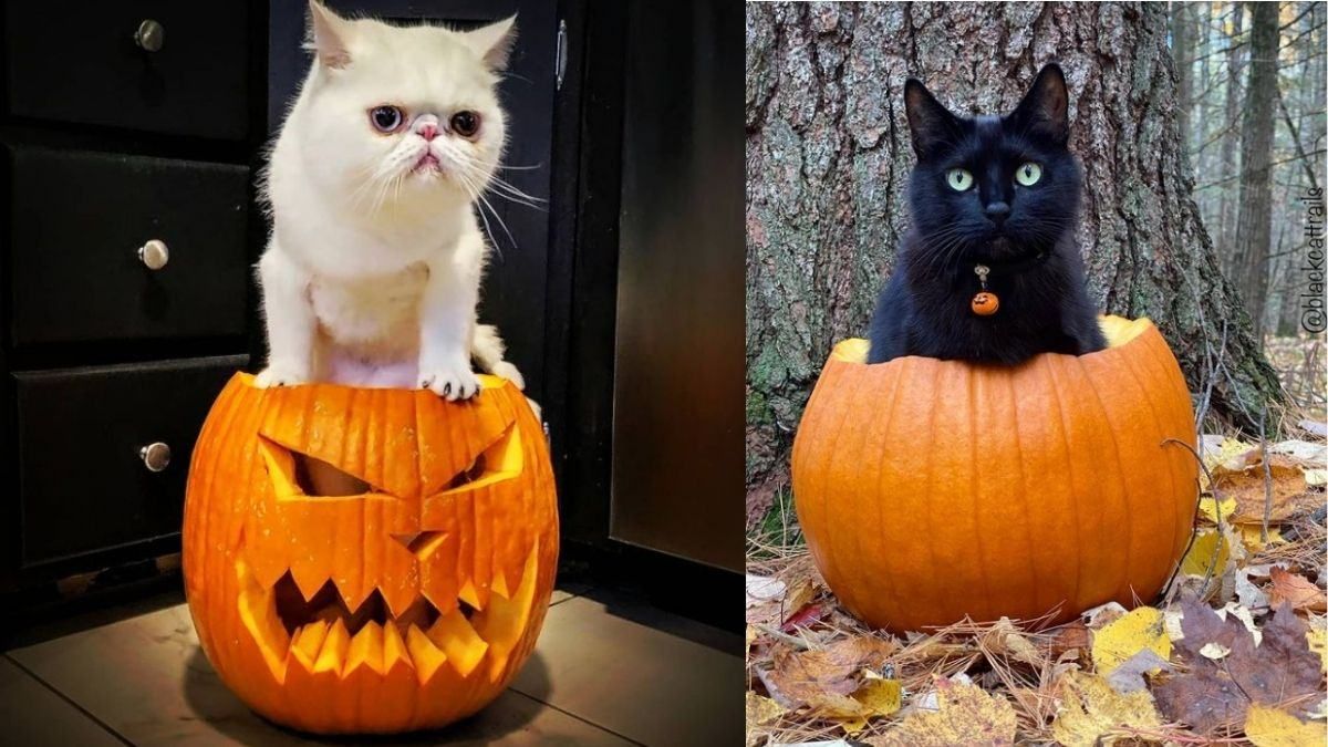Наймиліші котики з гарбузами: 13 містичних та яскравих фото - Pets Наймиліші котики з гарбузами: 13 містичних та яскравих фото - Pets