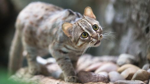 Висят вниз головой и живут в норах: как выглядят самые маленькие дикие кошки в мире