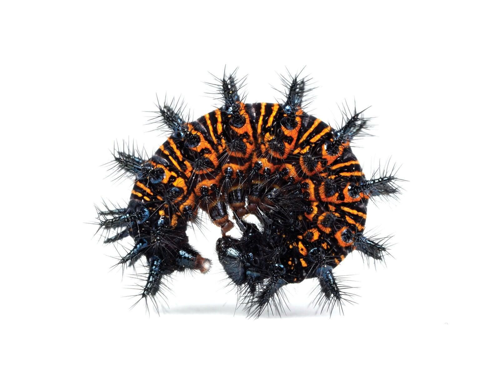 Неймовірні форми та кольори: до яких хитрощів вдаються гусені, щоб врятуватися від хижаків - Pets Неймовірні форми та кольори: до яких хитрощів вдаються гусені, щоб врятуватися від хижаків - Pets