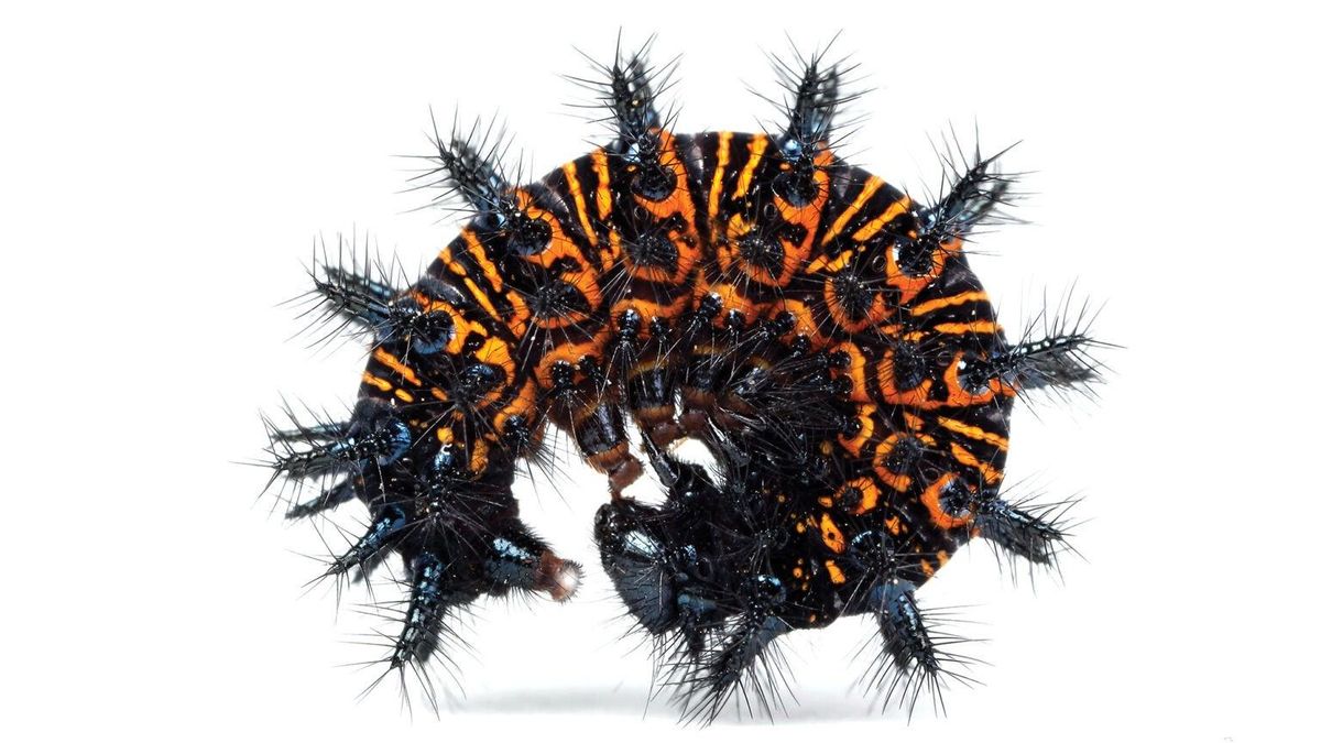 Невероятные формы и цвета: к каким хитростям прибегают гусеницы, чтобы спастись от хищников