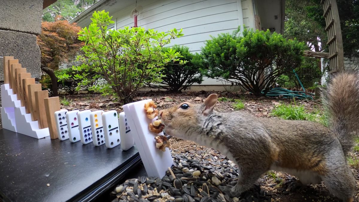 Ждал 14 часов пока белка запустит механизм: какую уникальную кормушку построил парень - Pets Ждал 14 часов пока белка запустит механизм: какую уникальную кормушку построил парень - Pets