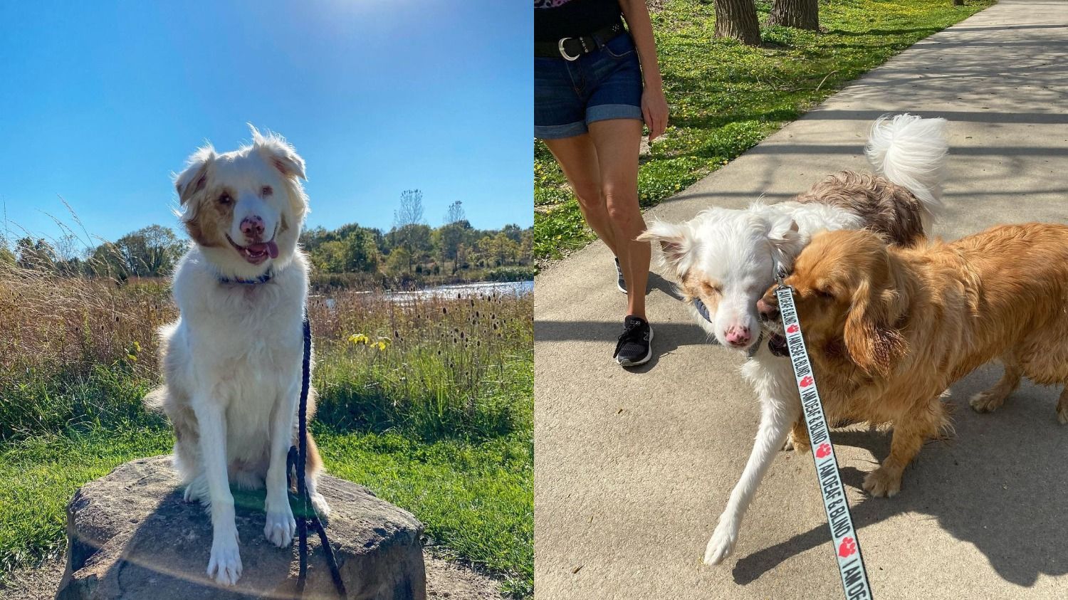 Тычет носиком в своего глухого и слепого друга: очень трогательное общение двух собак - Pets Тычет носиком в своего глухого и слепого друга: очень трогательное общение двух собак - Pets