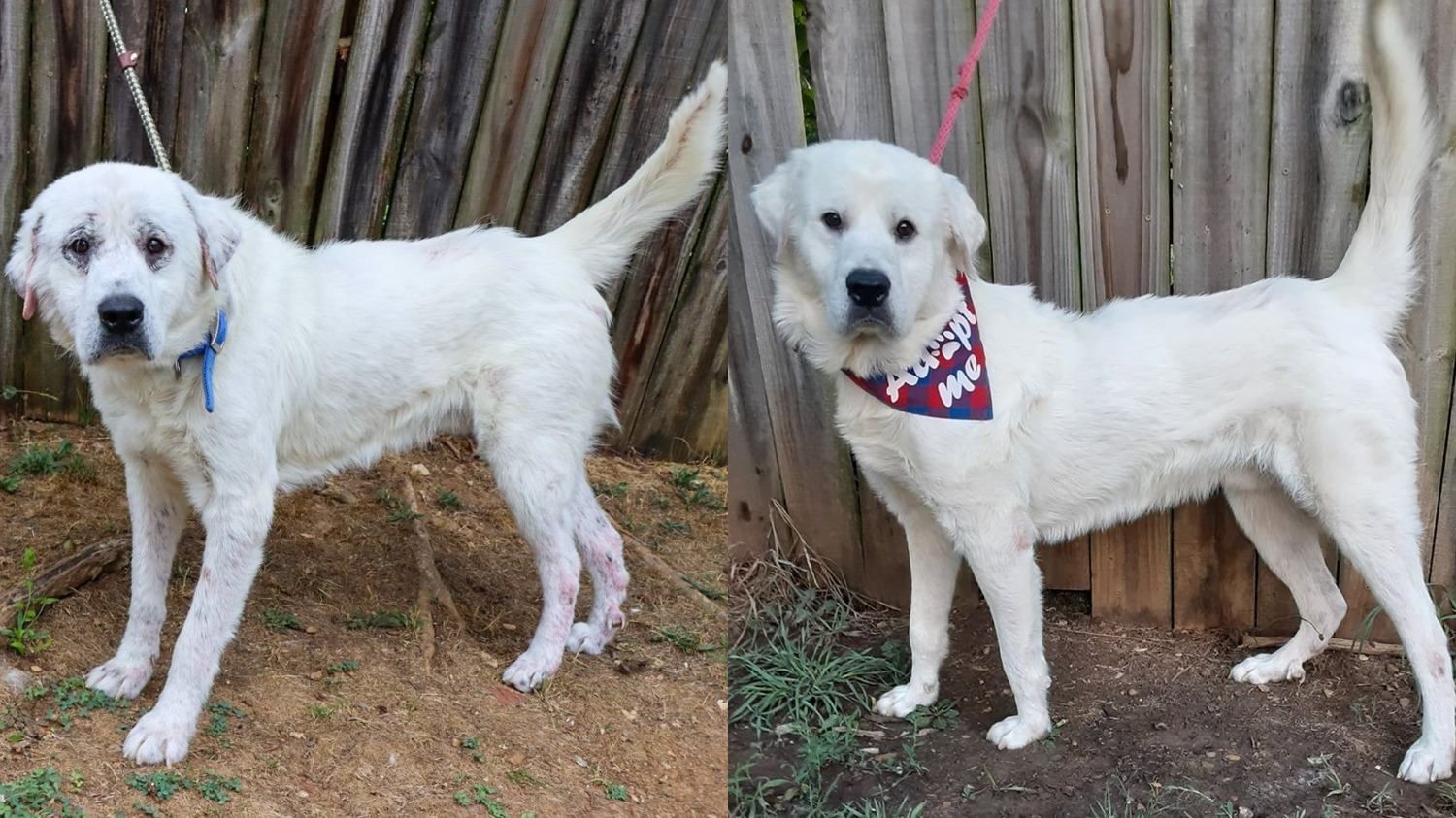 Четвероногий герой: пес из приюта защитил волонтерку от похитителей - Pets