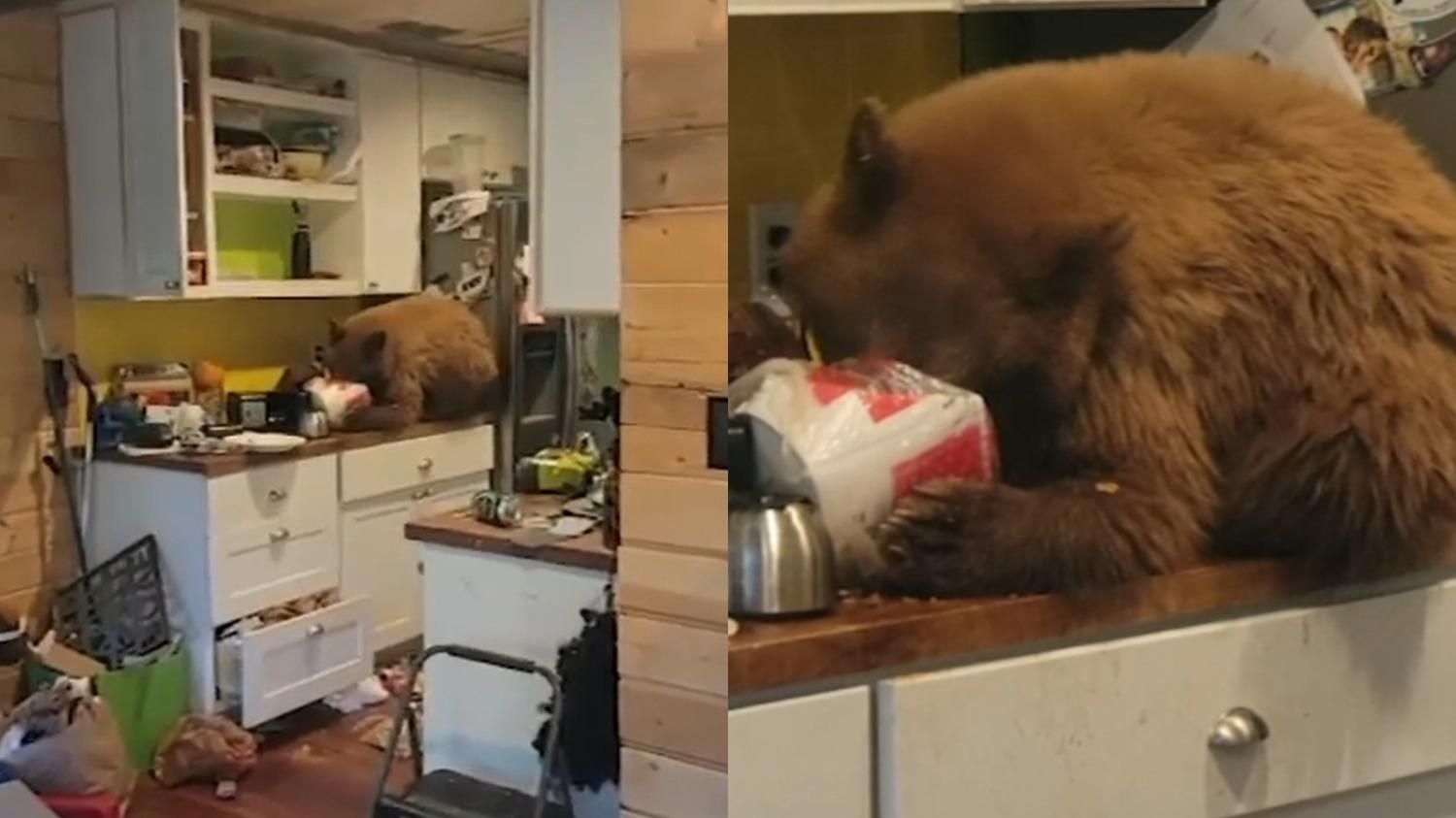 Медведь залез в дом, чтобы полакомиться жареной курицей: видео с похитителем - Pets