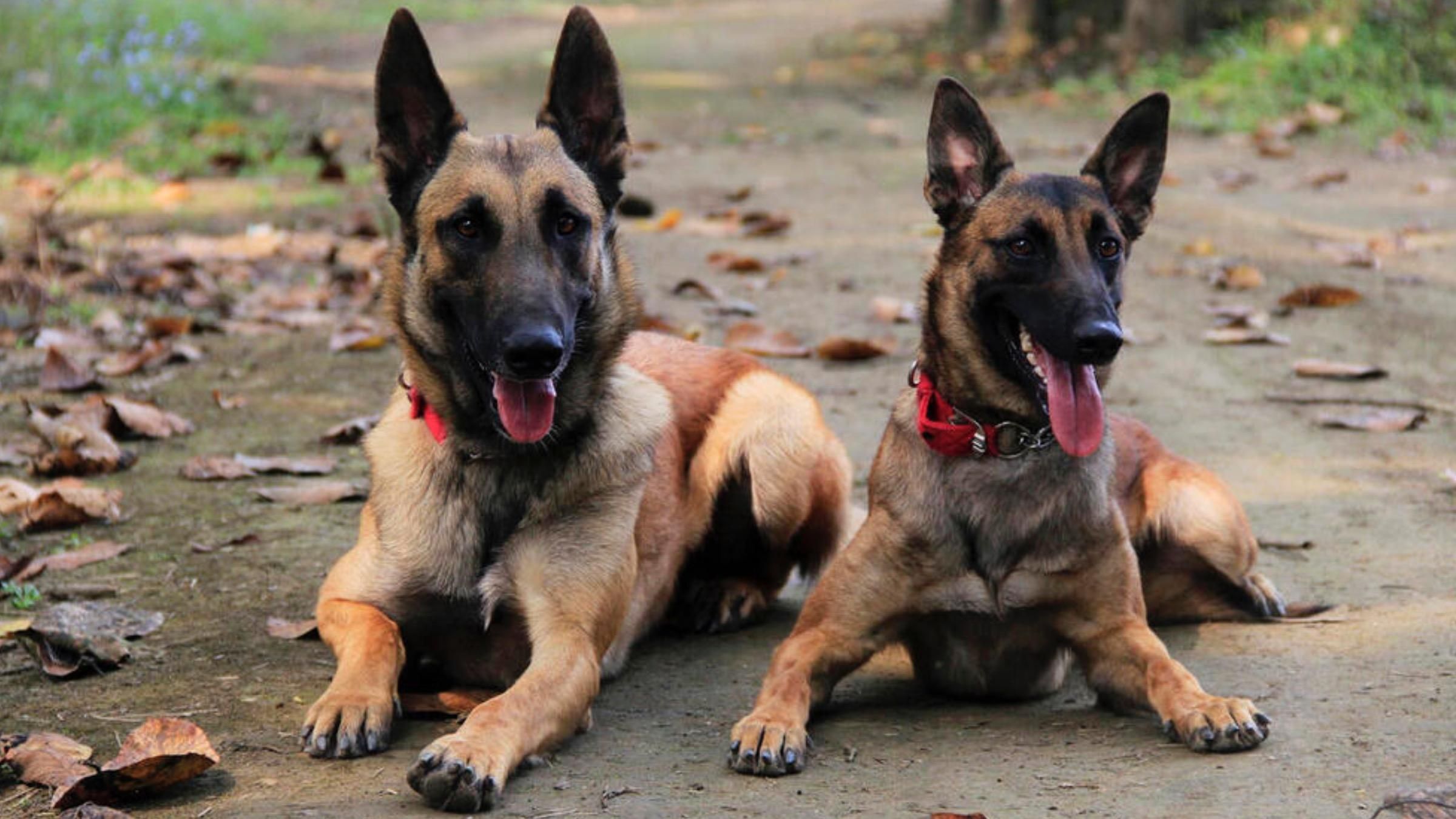 Собак будут учить отыскивать больных на COVID-19: метод австрийской армии - Pets