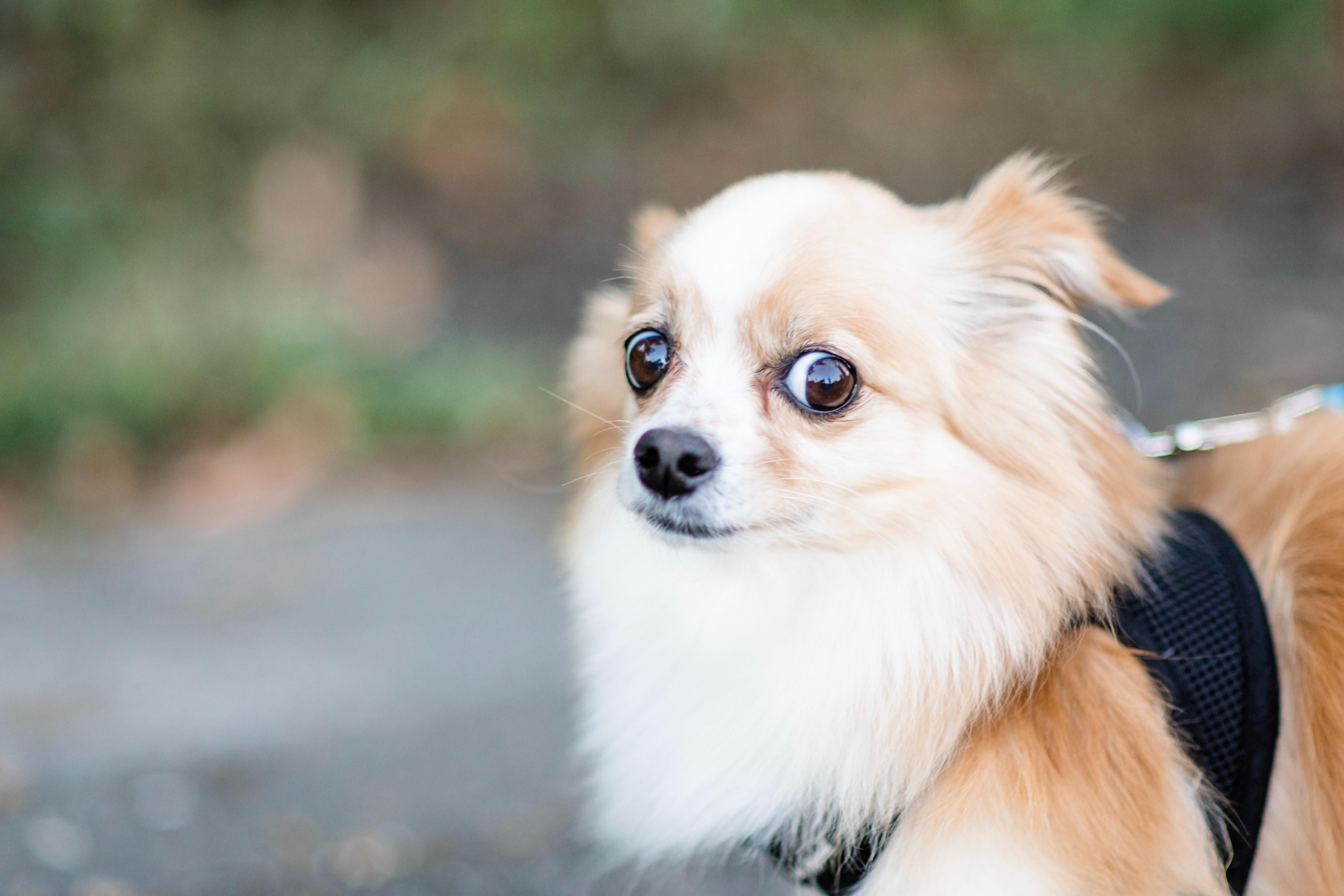 Как помочь собаке преодолеть страх фейерверков: 5 действенных советов