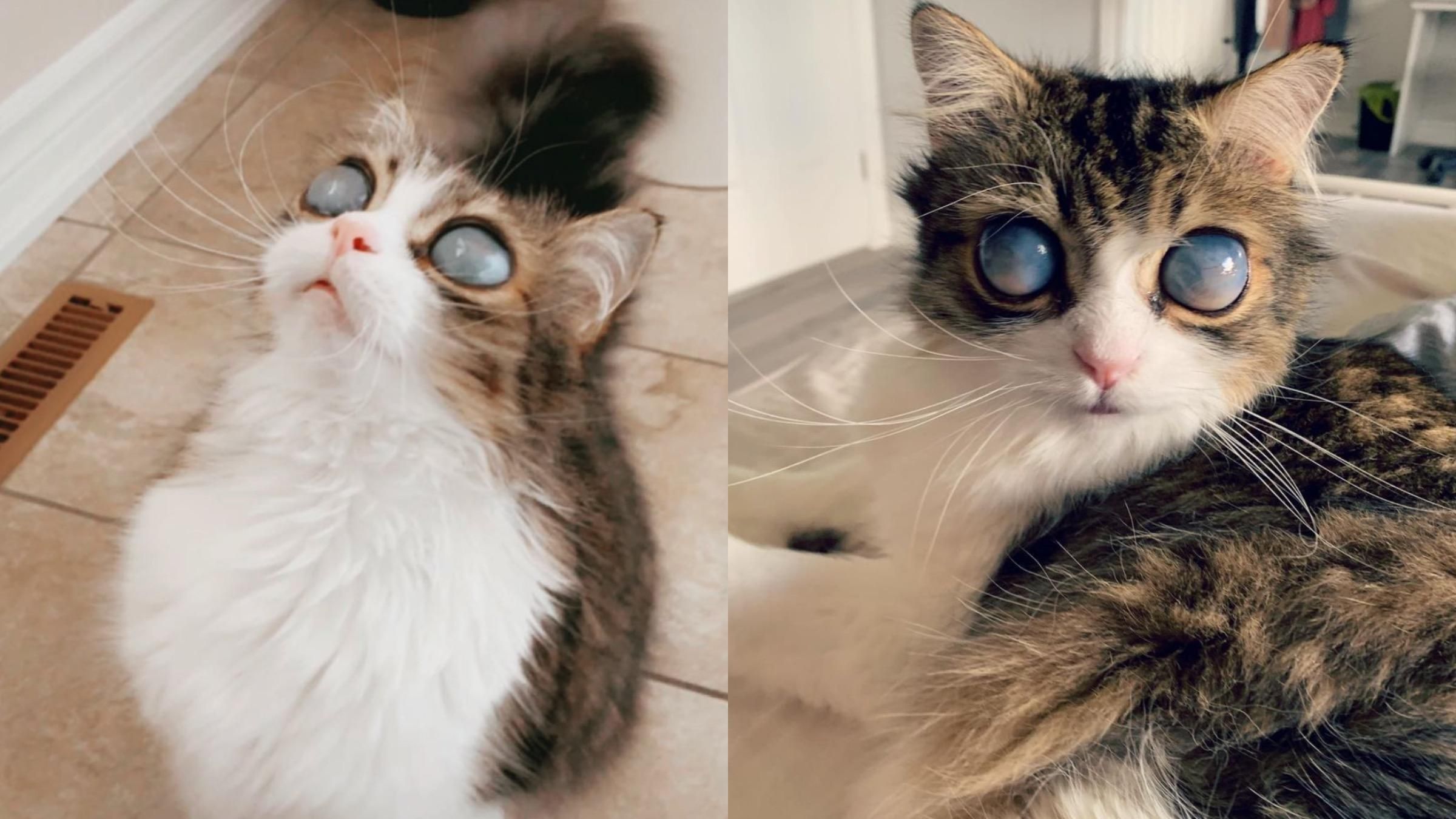 "Космічні" очі: сліпий кіт став відомим через особливість його зовнішності - Pets
