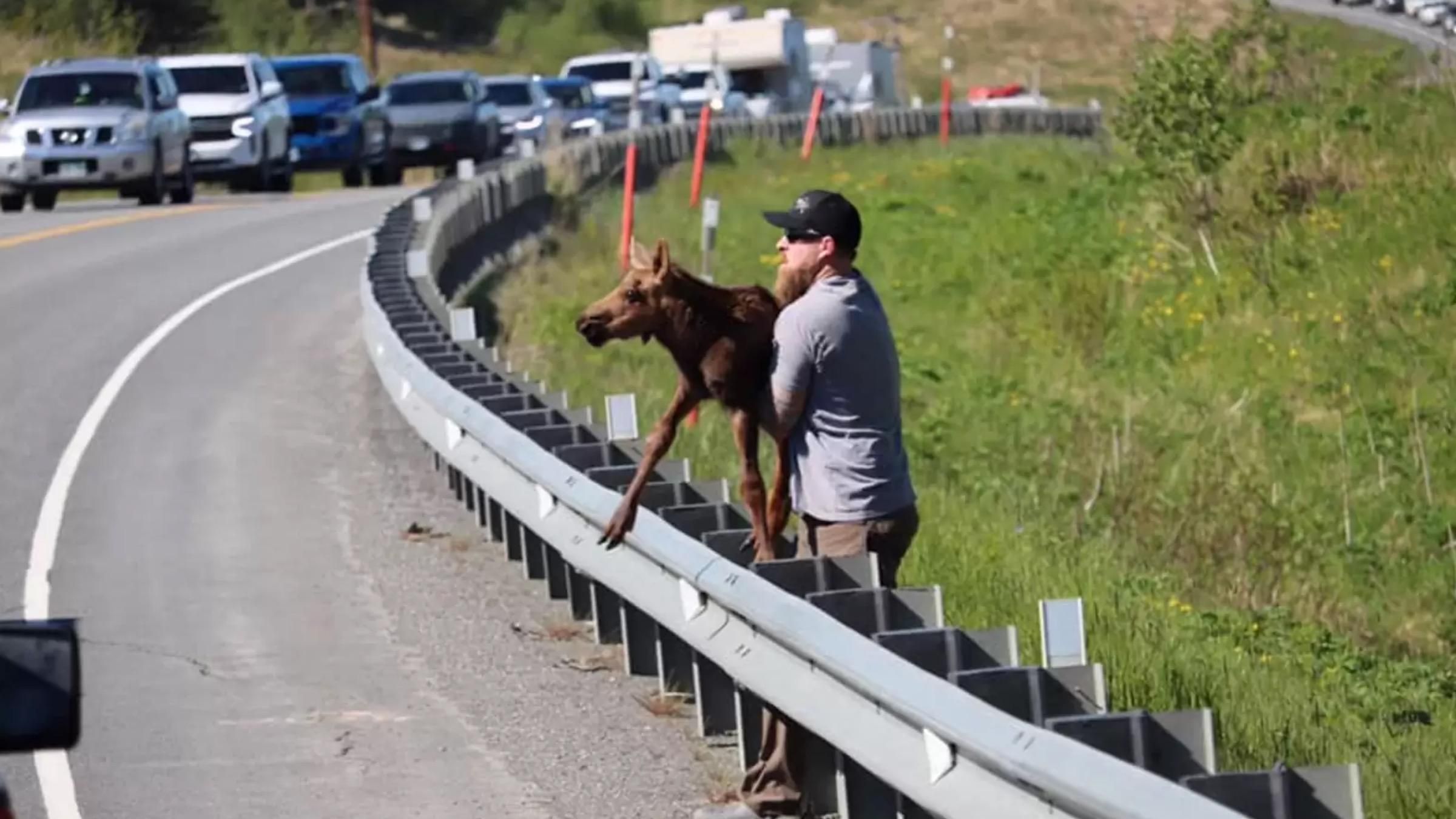 Блукав вздовж огорожі й не міг возз'єднатися з мамою: як чоловік врятував маленького лося - Pets Блукав вздовж огорожі й не міг возз'єднатися з мамою: як чоловік врятував маленького лося - Pets