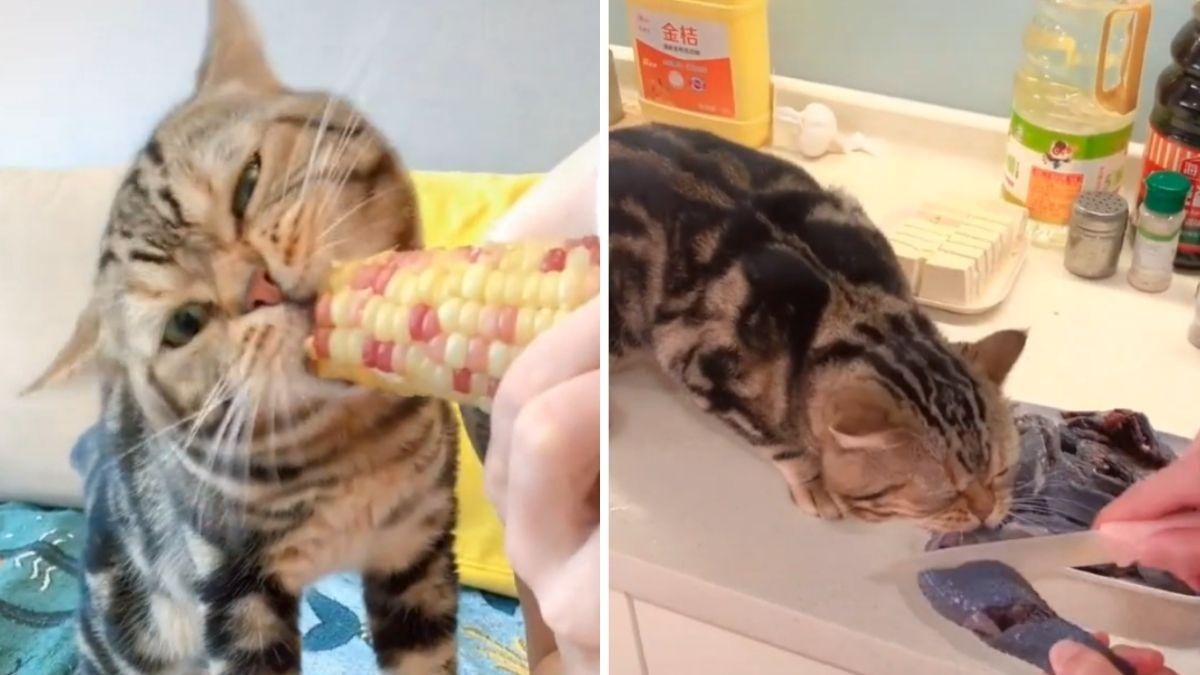 Кот намертво хватает зубами всю еду, которую видит: эпичное видео - Pets