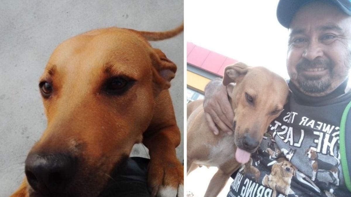 Вуличний собака вкусив чоловіка: несподівана реакція людини розчулила мережу - Pets Вуличний собака вкусив чоловіка: несподівана реакція людини розчулила мережу - Pets