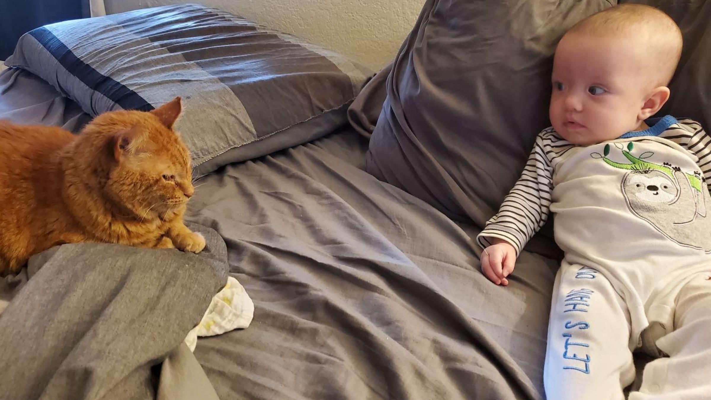 Вдав, що байдужий до дитини: який вчинок розсекретив любов кота до маленької дівчинки - Pets Вдав, що байдужий до дитини: який вчинок розсекретив любов кота до маленької дівчинки - Pets