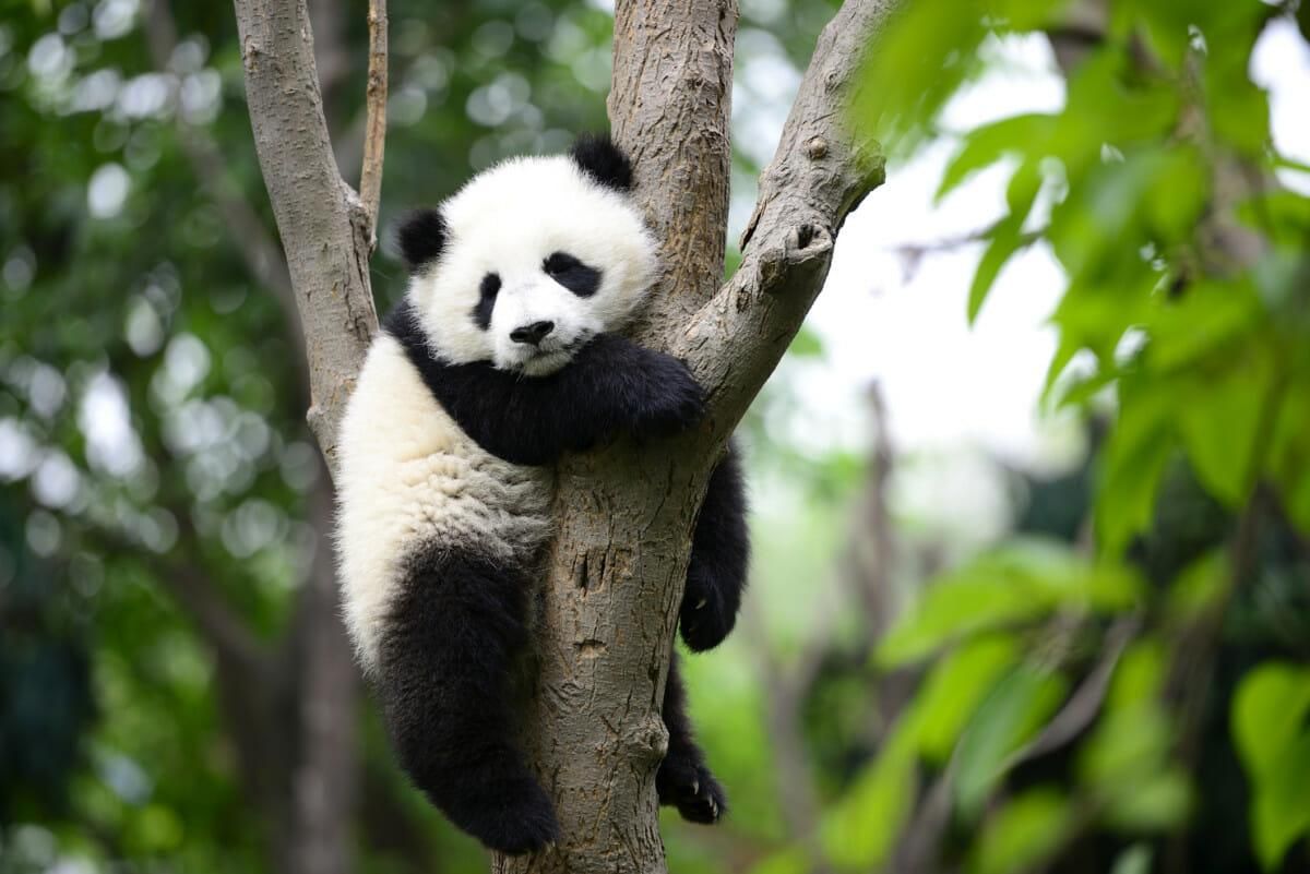 Удачный камуфляж: как окрас панды помогает ей маскироваться в дикой природе - Pets