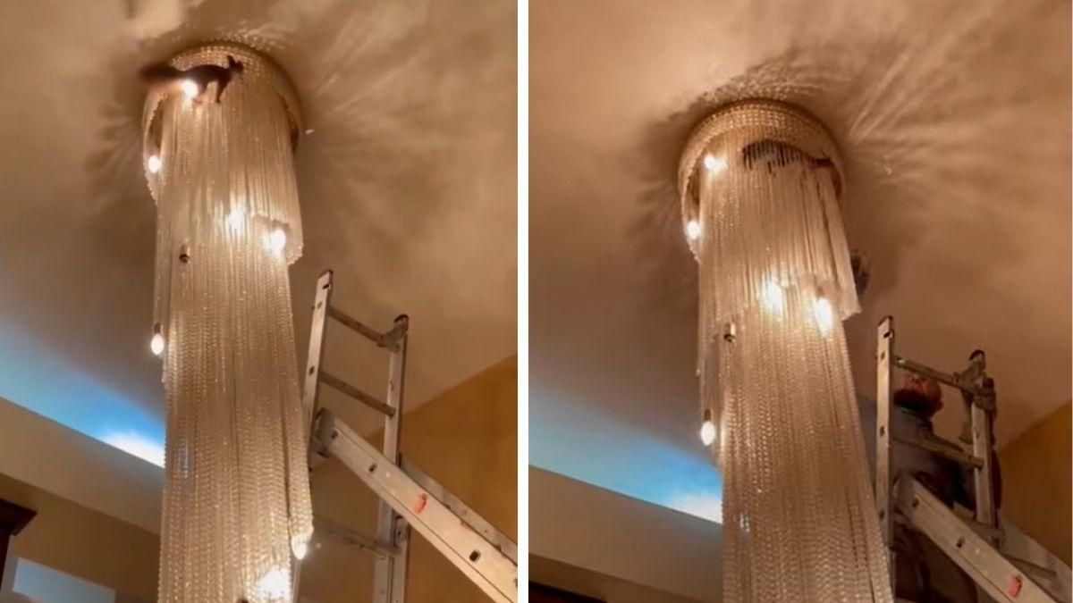 Вдерлася до будинку і сховалася в люстрі: білка наробила переполоху вдома у мера Полтави - Новини Полтави - Pets Вдерлася до будинку і сховалася в люстрі: білка наробила переполоху вдома у мера Полтави - Новини Полтави - Pets