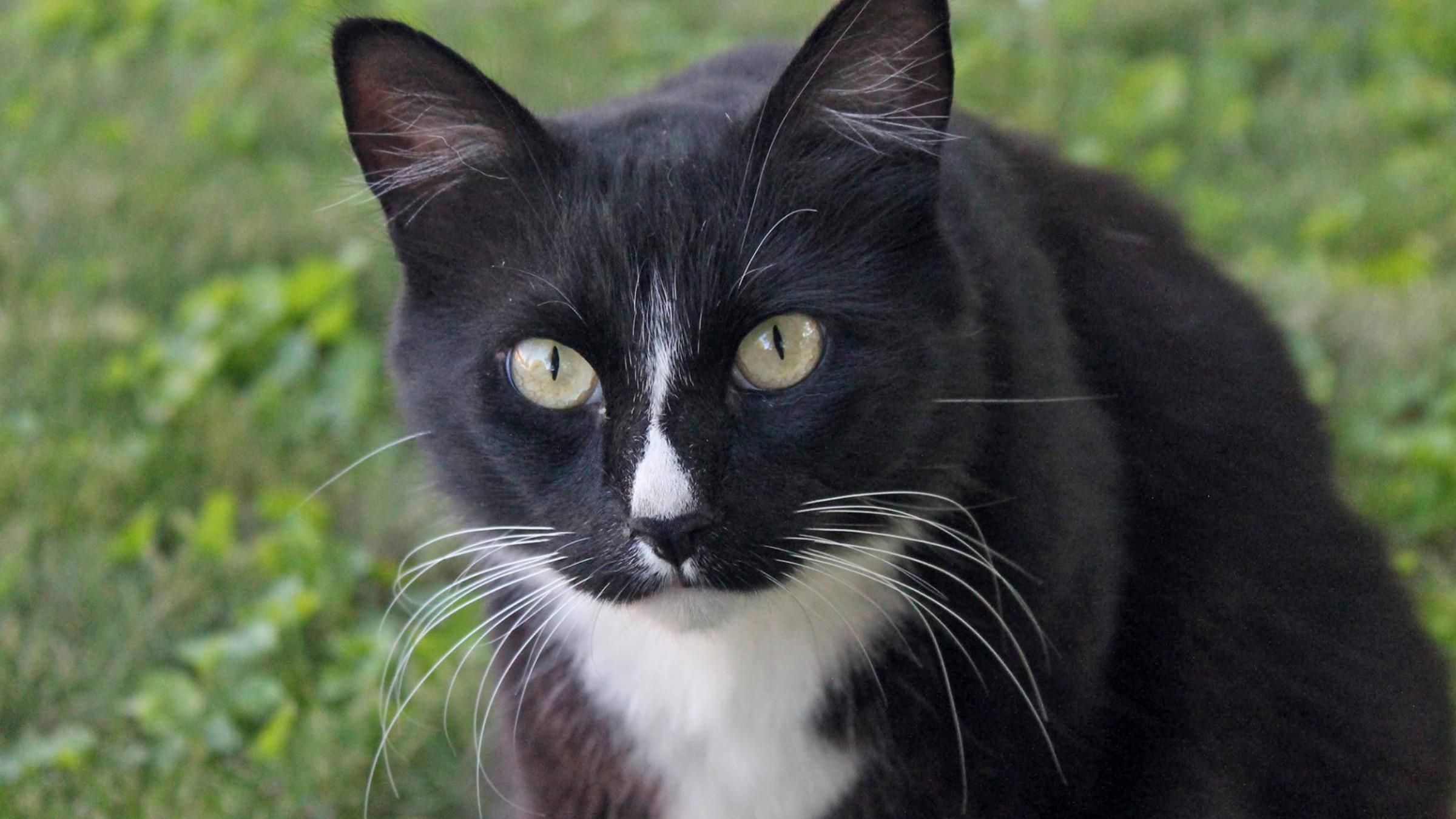 Защитил дом и прогнал койота: как кот победил дикого соперника - Pets Защитил дом и прогнал койота: как кот победил дикого соперника - Pets