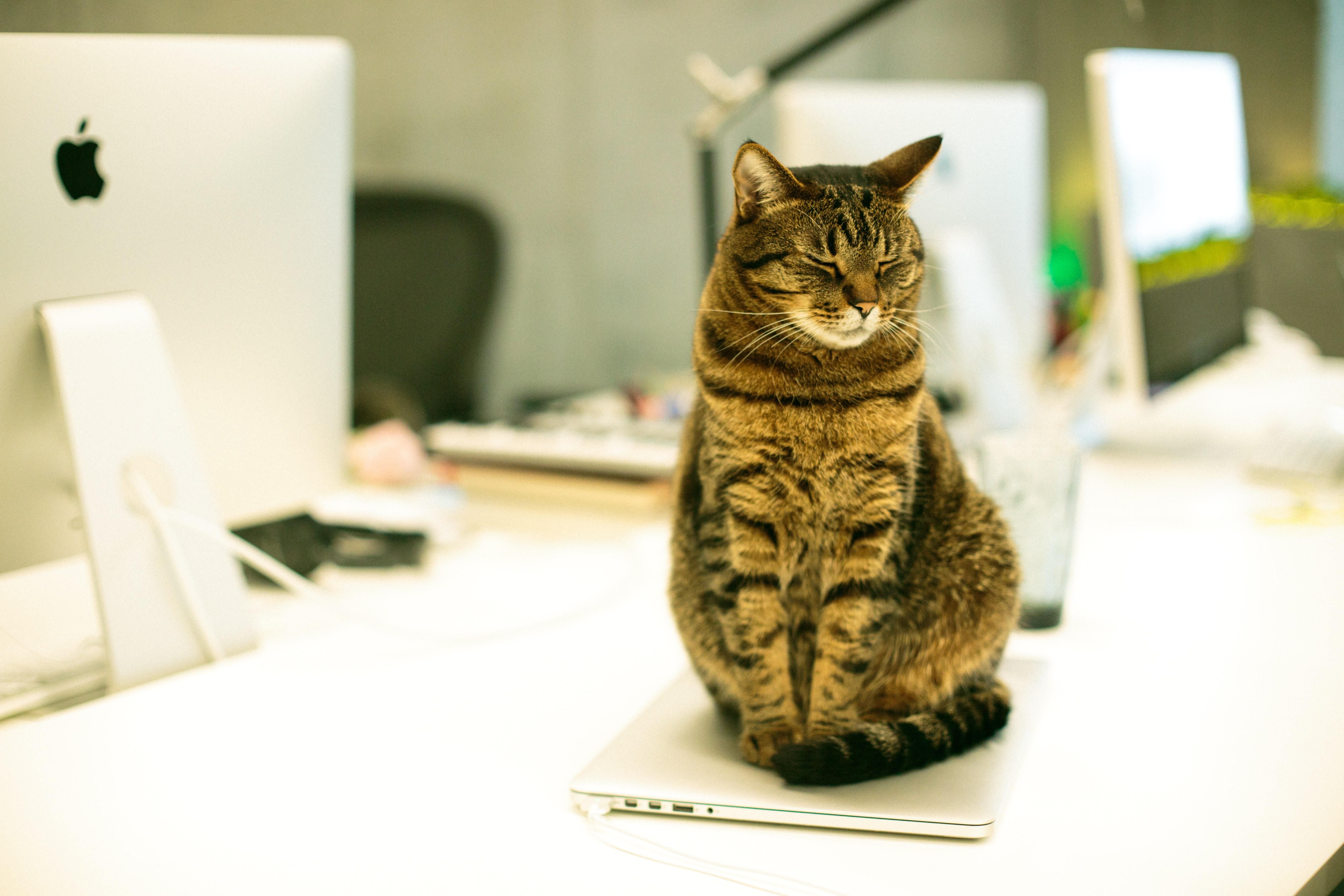 Японская компания "усыновляет" котиков, чтобы повысить производительность работников