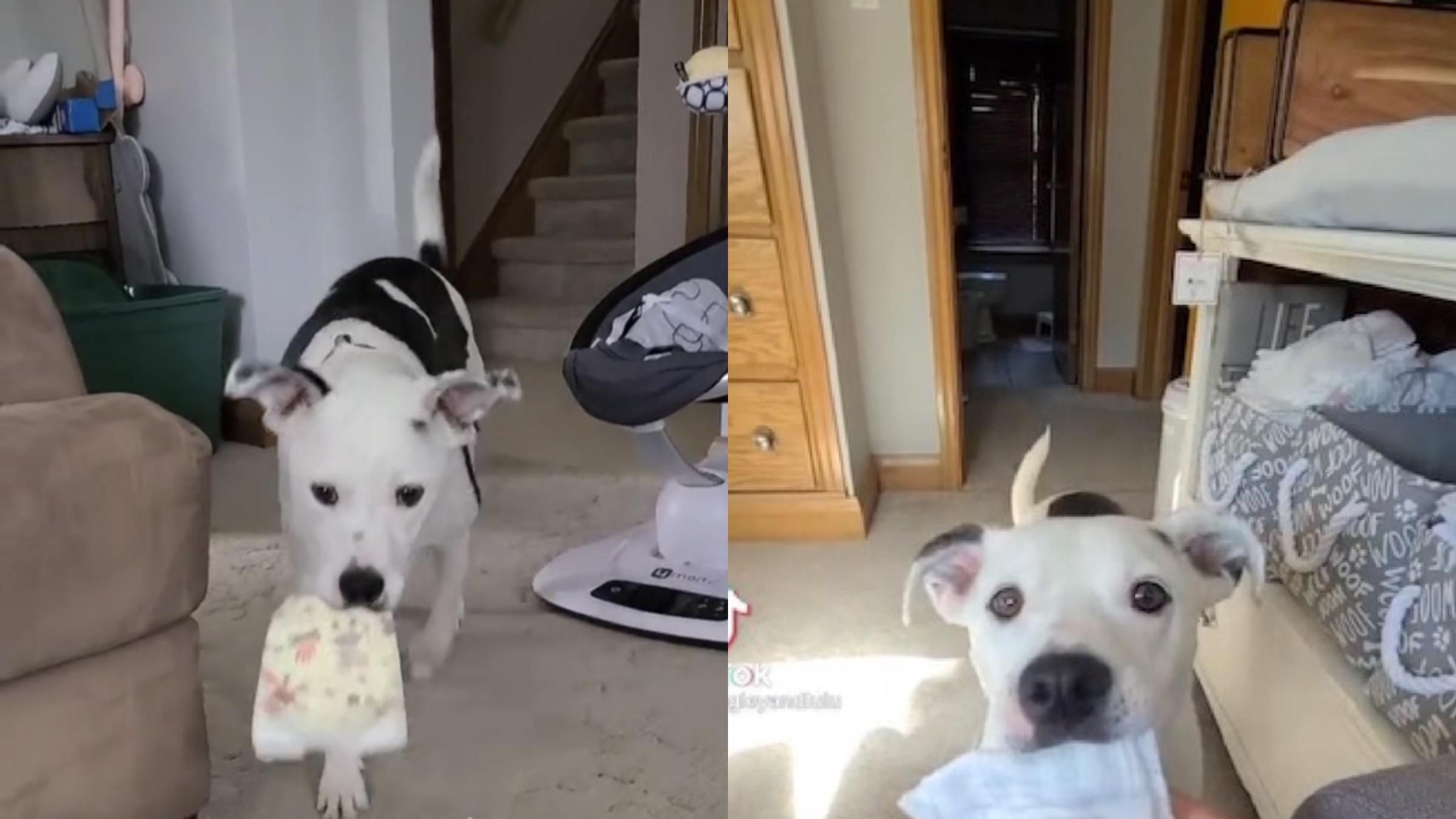 Удачная дрессировка: как мама научила собаку приносить подгузники для малыша - Pets