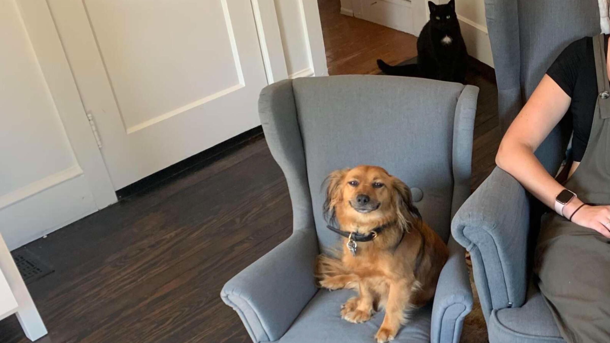 Постоянно требовал внимания: зачем хозяйка купила для собаки копию своего кресла - Pets