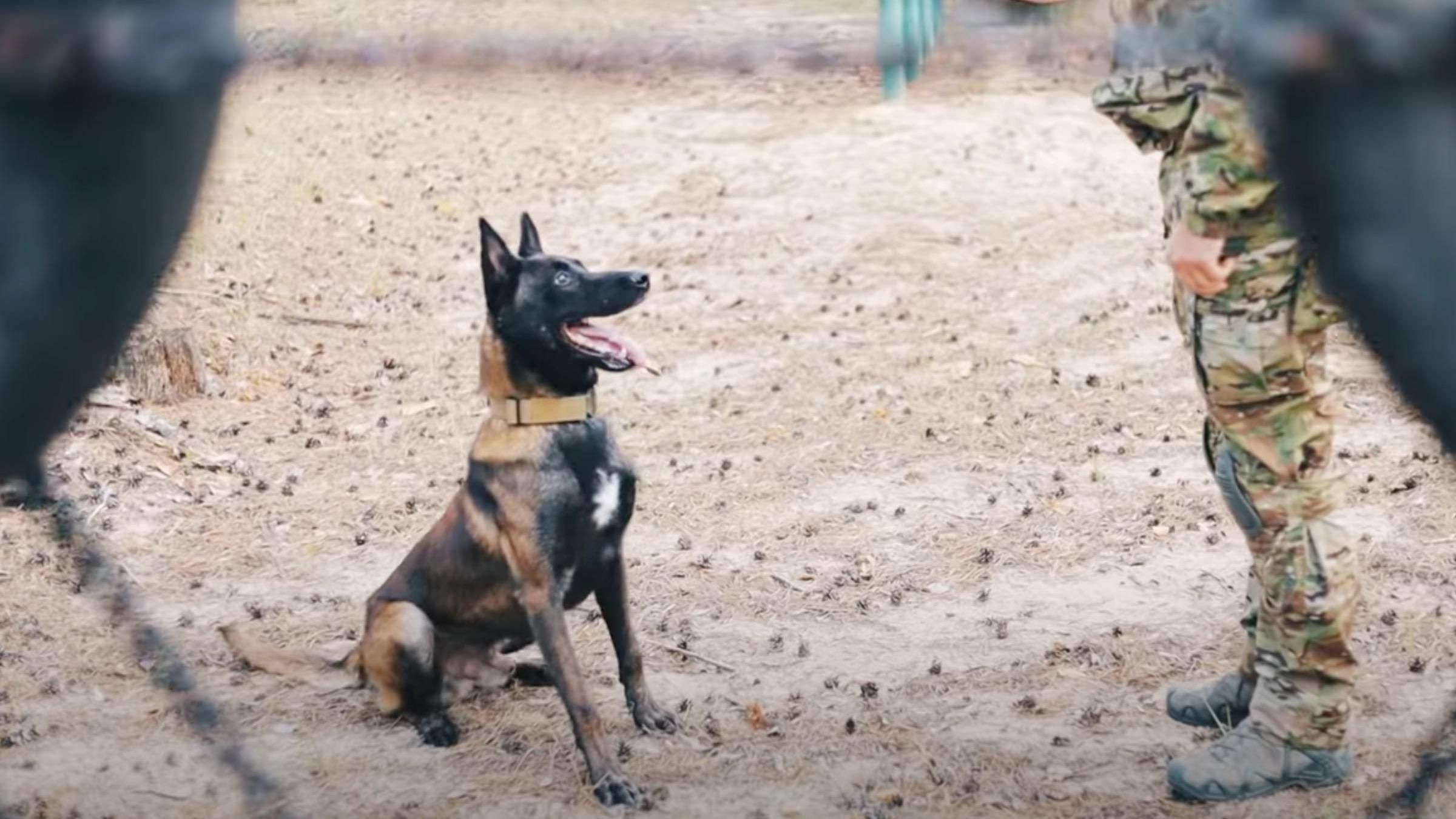 Чотирилапий підрозділ: як обирають собак та до яких завдань їх готують в СБУ - Pets Чотирилапий підрозділ: як обирають собак та до яких завдань їх готують в СБУ - Pets