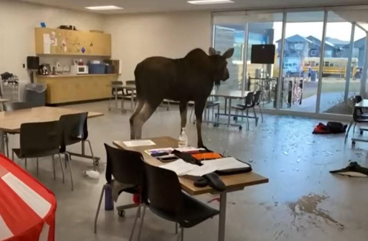 Розбив вікно та влаштував безлад: в Канаді лось увірвався до школи - Pets Розбив вікно та влаштував безлад: в Канаді лось увірвався до школи - Pets