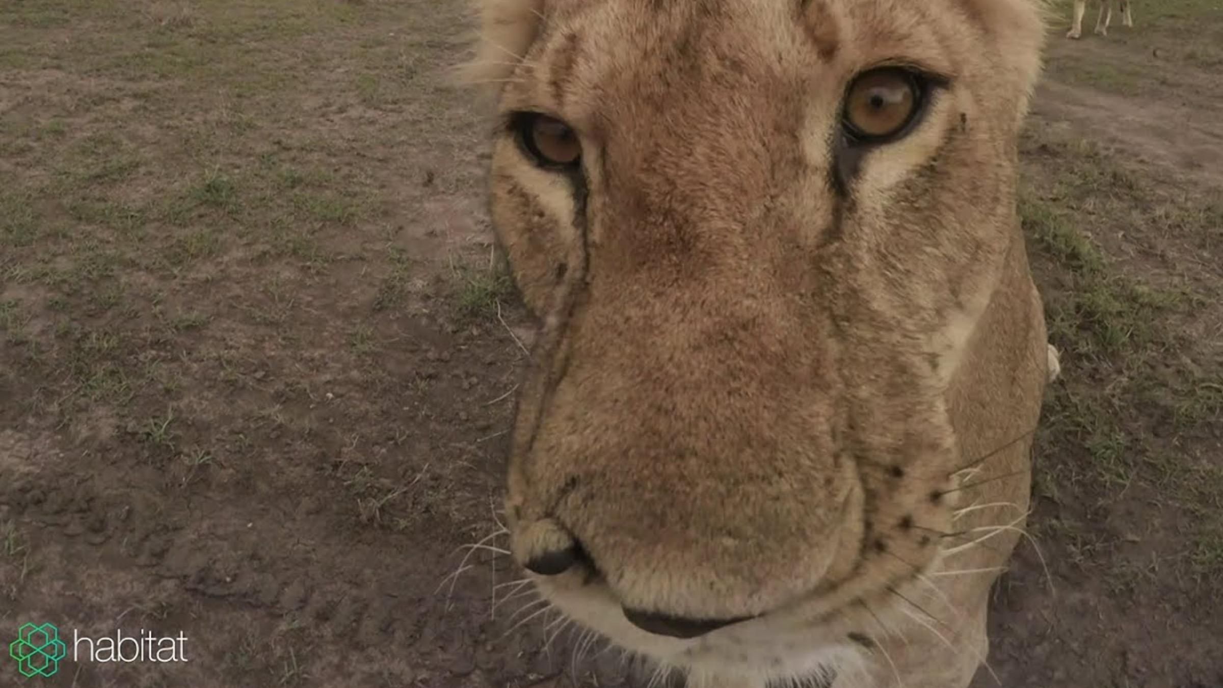 Украла камеру и сняла маленький фильм: какое уникальное видео сделала львица - Pets Украла камеру и сняла маленький фильм: какое уникальное видео сделала львица - Pets